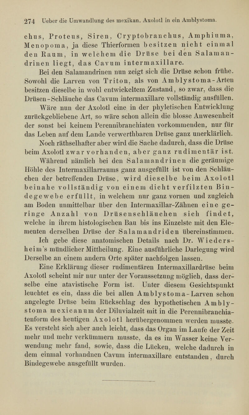 274 Ueber die Umwandlung des mexikan. Axolotl in ein Arablystoma. chus, Proteus, Siren, Cryptobranchus, Amphiuma, Menoporaa, ja diese Thierformen besitzen nicht einmal den Kaum, in welchem die Drüse bei den Salaman- drinen liegt, das Cavum intermaxillare. Bei den Salamandrinen nun zeigt sich die Drüse schon frühe. Sowohl die Larven von Triton, als von A mb lys toma-Arten besitzen dieselbe in wohl entwickeltem Zustand, so zwar, dass die Drüsen-Schläuche das Cavum intermaxillare vollständig ausfüllen. Wäre nun der Axolotl eine in der phyletischen Entwicklung zurückgebliebene Art, so wäre schon allein die blosse Anwesenheit der sonst bei keinem Perennibranchiaten vorkommenden, nur für das Leben auf dem Lande ver werthbaren Drüse ganz unerklärlich. Noch räthselhafter aber wird die Sache dadurch, dass die Drüse beim Axolotl zwar vorhanden, aber ganz rudimentär ist. Während nämlich bei den Salamandrinen die geräumige Höhle des Intermaxillarraums ganz ausgefüllt ist von den Schläu¬ chen der betreffenden Drüse, wird dieselbe beim Axolotl beinahe vollständig von einem dicht verfilzten Bin¬ degewebe erfüllt, in welchem nur ganz vornen und zugleich am Boden unmittelbar über den Intermaxillar-Zähnen eine ge¬ ringe Anzahl von Drüsen Schläuchen sich findet, welche in ihrem histologischen Bau bis ins Einzelste mit den Ele¬ menten derselben Drüse der Salamandriden übereinstimmen. Ich gebe diese anatomischen Details nach Dr. Wieders- h ei m's mündlicher Mittheilung. Eine ausführliche Darlegung wird Derselbe an einem andern Orte später nachfolgen lassen. Eine Erklärung dieser rudimentären Intermaxillardrüse beim Axolotl scheint mir nur unter der Voraussetzung möglich, dass der¬ selbe eine atavistische Form ist. Unter diesem Gesichtspunkt leuchtet es ein, dass die bei allen Amblystoma-Larven schon angelegte Drüse beim Rückschlag des hypothetischen Ambly- stoma mexiCanum der Diluvialzeit mit in die Perennibranchia- tenform des heutigen Axolotl herübergenommen лverden musste. Es versteht sich aber auch leicht, dass das Organ im Laufe der Zeit mehr und mehr verkümmern musste, da es im Wasser keine Ver¬ wendung mehr fand, sowie, dass die Lücken, welche dadurch in dem einmal vorhandnen Cavum intermaxillare entstanden, durch Bindegewebe ausgefüllt wurden.