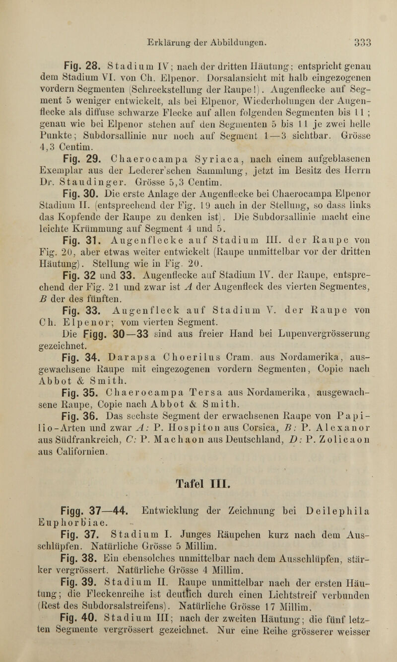 Erklärung der Abbildungen. 333 Fig. 28. St adi um I\^; nach der dritten Häutung; entspricht genau dem Stadium VI. von Ch. Elpenor. Dorsahinsiclit mit halb eingezogenen vordem Segmenten (Schreckstellung der Каире!). Augenflecke auf Seg¬ ment 5 weniger entwickelt, als bei Elpenor, Wiedcrliolimgen der Augen¬ flecke als diffuse schwarze Flecke auf allen folgenden Segmenten bis 11 ; genau wie bei Elpenor stehen auf den Seguienten 5 bis II je zwei helle Punkte; Subdorsallinie nur noch auf Segment 1 — 3 sichtbar. Grösse 4,3 Ceutim. Fig. 29. Chaerocampa Syriaca, nach einem aufgeblasenen Exemplar aus der Lederer'schen Sammlung, jetzt im Besitz des Herrn Dr. Stau dinger. Grösse 5,3 Centim. Fig. 30. Die erste Anlage der Augenflecke bei Chaerocampa Elpenor Stadium II. (entsprechend der Fig. 1 ü auch in der Stellung, so dass links das Kopfende der Raupe zu denken ist). Die Subdorsallinie macht eine leichte Krümmung auf Segment 4 und 5. Fig. 31. Au gen flecke auf Stadium III. der Raupe von Fig. 20, aber etwas weiter entwickelt (Raupe unmittelbar vor der dritten Häutung). Stellung wie in Fig. 20. Fig. 32 und 33. Augenflecke auf Stadium IV. der Raupe, entspre¬ chend der Fig. 21 und zwar ist A der Augenfleck des vierten Segmentes, В der des fünften. Fig. 33. Augenfleck auf Stadium V. der Raupe von Ch. Elpenor; vom vierten Segment. Die Figg. 30—33 sind aus freier Hand bei Lupenvergrösserung gezeichnet. Fig. 34. Darapsa Choerilus Cram, aus Nordamerika, aus¬ gewachsene Raupe mit eingezogenen vordem Segmenten, Copie nach Abbot & Smith. Fig. 35. Chaerocampa Tersa aus Nordamerika, ausgewach¬ sene Raupe, Copie nach Abbot & Smith. Fig. 36. Das sechste Segment der erwachsenen Raupe von P a p i - lio - Arten und zwar A: P. Hospiton aus Corsica, В : P. A1 e x a n о г aus Südfrankreich, С: P. Machaon aus Deutschland, D: P. Zolicaon aus Californien. Tafel III. Figg. 37—44. Entwicklung der Zeichnung bei Deilephila E u p h 0 r b i a e. Fig. 37. Stadi um I. Junges Räupchen kurz nach dem Aus¬ schlüpfen. Natürliche Grösse 5 Millim. Fig. 38. Ein ebensolches unmittelbar nach dem Ausschlüpfen, stär¬ ker vergrössert. Natürliche Grösse 4 Millim. Fig. 39. Stadi um IL Raupe unmittelbar nach der ersten Häu¬ tung; die Fleckenreihe ibt deutlich durch einen Lichtstreif verbunden (Rest des Subdorsalstreifens). Natürliche Grösse 17 Millim. Flg. 40. Stadium HI; nach der zweiten Häutung; die fünf letz¬ ten Segmente vergrössert gezeichnet. Nur eine Reihe grösserer weisser