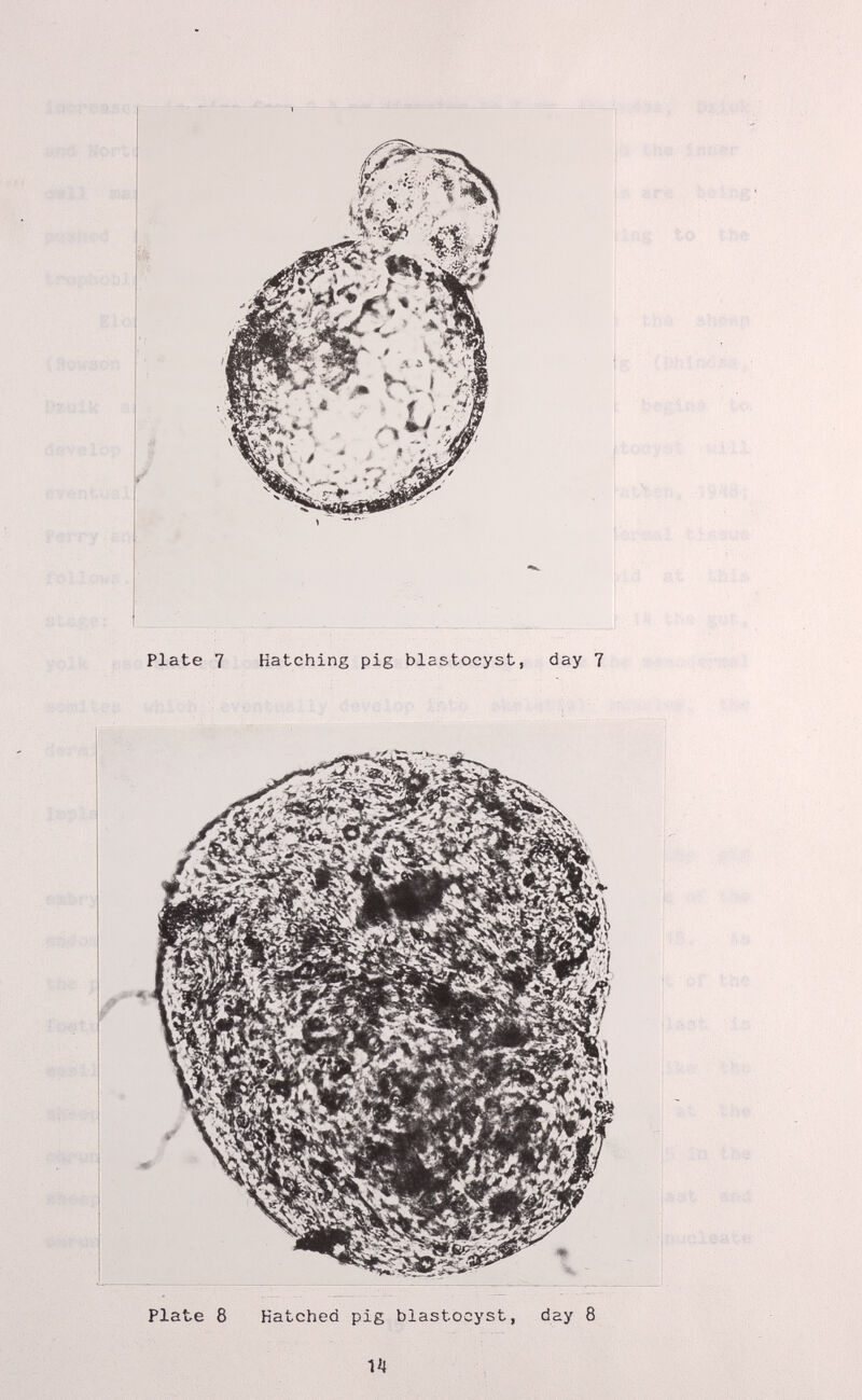 Plate 7 Hatching pig blastocyst, day 7 Plate 8 Hatched pig blastocyst, day 8