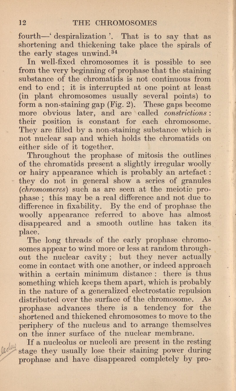 12 THE CHROMOSOMES fourth—' despiralization That is to say that as shortening and thickening take place the spirals of the early stages unwind. In well-fixed chromosomes it is possible to see from the very beginning of prophase that the staining substance of the chromatids is not continuous from end to end ; it is interrupted at one point at least (in plant chromosomes usually several points) to form a non-staining gap (Fig. 2). These gaps become more obvious later, and are called constrictions : their position is constant for each chromosome. They are filled by a non-staining substance which is not nuclear sap and which holds the chromatids on either side of it together. Throughout the prophase of mitosis the outlines of the chromatids present a slightly irregular woolly or hairy appearance which is probably an artefact : they do not in general show a series of granules {chromomeres) such as are seen at the meiotic pro¬ phase ; this may be a real difference and not due to difíference in fixability. By the end of prophase the woolly appearance referred to above has almost disappeared and a smooth outline has taken its place. The long threads of the early prophase chromo¬ somes appear to wind more or less at random through¬ out the nuclear cavity ; but they never actually come in contact with one another, or indeed approach within a certain minimum distance : there is thus something which keeps them apart, which is probably in the nature of a generalized electrostatic repulsion distributed over the surface of the chromosome. As prophase advances there is a tendency for the shortened and thickened chromosomes to move to the periphery of the nucleus and to arrange themselves on the inner surface of the nuclear membrane. / J If a nucleolus or nucleoli are present in the resting jlii^ stage they usually lose their staining power during / prophase and have disappeared completely by pro-