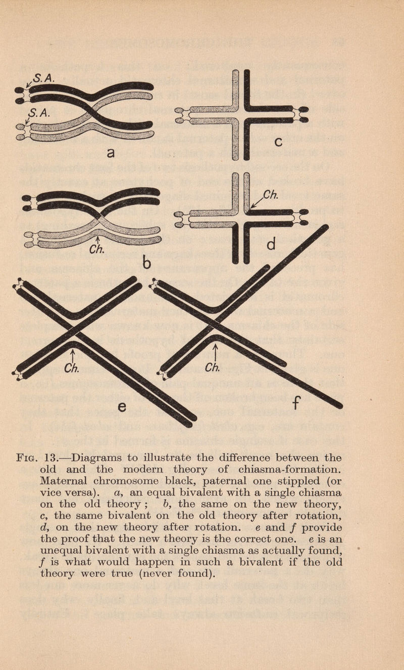 Fig. 13.—Diagrams to illustrate the difference between the old and the modern theory of chiasma-formation. Maternal chromosome black, paternal one stippled (or vice versa), a, an equal bivalent with a single chiasma on the old theory ; b, the same on the new theory, c, the same bivalent on the old theory after rotation, d, on the new theory after rotation, e and / provide the proof that the new theory is the correct one. e is an unequal bivalent with a single chiasma as actually found, / is what would happen in such a bivalent if the old theory were true (never foimd).