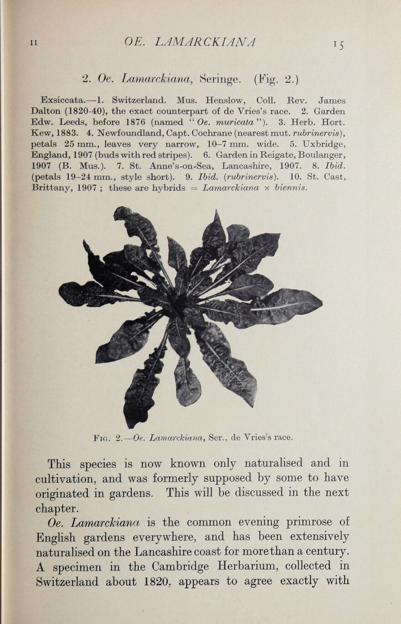 2. Oe. Lamarckiana, Seringe. (Fig. !2.) Exsiccata.—1. Switzerland. Mus. Henslow, Coll. Rev. James Dalton (1820-40), the exact counterpart of de Vries's race. 2. Garden Edw. Leeds, before 1876 (named  Oe. nutricata). 3. Herb. Hort. Kew, 1883. 4. Newfoundland, Capt. Cochrane (nearest mut. rubrinervis), petals 25 mm., leaves very narrow, 10-7 mm. wide. 5. Uxbridge, England, 1907 (buds with red stripes). 6. Garden in Reigate, Boulanger, 1907 (B. Mus.). 7. St. Anne's-on-Sea, Lancashire, 1907. 8. Ibid. (petals 19-24 mm., style short). 9. Ibid. (rubrinervis). 10. St. Cast, Brittany, 1907 ; these are hybrids = Lamarckiana x biennis. F ig . 2.— Oe. Lamarckiana, Ser., de Vries's race. This species is now known only naturalised and in cultivation, and was formerly supposed by some to have originated in gardens. This will be discussed in the next chapter. Oe. Lamarckiana is the common evening primrose of English gardens everywhere, and has been extensively naturalised on the Lancashire coast for more than a century. A specimen in the Cambridge Herbarium, collected in Switzerland about 1820, appears to agree exactly with