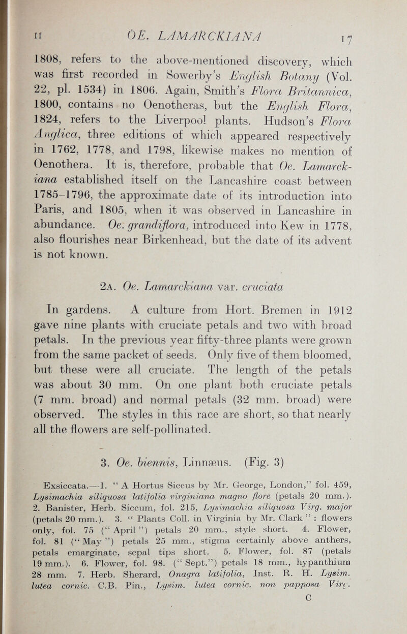 1808, refers to the above-mentioned discovery, which was first recorded in Sowerby's English Botany (Vol. 22, pi. 1534) in 1806. Again, Smith's Flora Britannica, 1800, contains no Oenotheras, but the English Flora, 1824, refers to the Liverpool plants. Hudson's Flora Anglica , three editions of which appeared respectively in 1762, 1778, and 1798, likewise makes no mention of Oenothera. It is, therefore, probable that Oe. Lamarck- iana established itself on the Lancashire coast between 1785-1796, the approximate date of its introduction into Paris, and 1805, when it was observed in Lancashire in abundance. Oe. grandiflora, introduced into Kew in 1778, also flourishes near Birkenhead, but the date of its advent is not known. 2a. Oe. Lamarckiana var. cruciata In gardens. A culture from Hort. Bremen in 1912 gave nine plants with cruciate petals and two with broad petals. In the previous year fifty-three plants were grown from the same packet of seeds. Only five of them bloomed, but these were all cruciate. The length of the petals was about 30 mm. On one plant both cruciate petals (7 mm. broad) and normal petals (32 mm. broad) were observed. The styles in this race are short, so that nearly all the flowers are self-pollinated. 3. Oe. biennis , Linnaeus. (Fig. 3) Exsiccata.—1.  A Hortus Siccus by Mr. George, London, fol. 459, Lysimachia siliquosa lati folia virginiana magno flore (petals 20 mm. ). 2. Banister, Herb. Siccum, fol. 215, Lysimachia siliquosa Virg. major (petals 20 mm.). 3.  Plants Coll. in Virginia by Mr. Clark  : flowers only, fol. 75 (April) petals 20 mm., style short. 4. Flower, fol. 81 (May) petals 25 mm., stigma certainly above anthers, petals emarginate, sepal tips short. 5. Flower, fol. 87 (petals 19mm.). 6. Flower, fol. 98. (Sept.) petals 18 mm.., hypanthiura 28 mm. 7. Herb. Sherard, Onagra latifolia, Inst. R. H. Lysim. lutea comic. C.B. Pin., Lysim. lutea comic, non papposa Vin. C