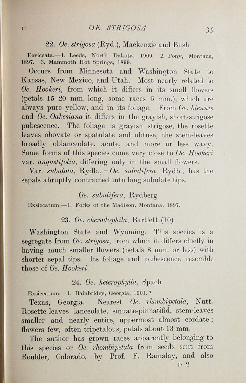 22. Oe. strigosa (Ryd.), Mackenzie and Bush Exsiccata.—1. Leeds, North Dakota, 1909. 2. Pony, Montana, 1897. 3. Mammoth Hot Springs, 1899. Occurs from Minnesota and Washington State to Kansas, New Mexico, and Utah. Most nearly related to Oe. Hookeri, from which it differs in its small flowers (petals 15-20 mm. long, some races 5 mm.), which are always pure yellow, and in its foliage. From Oe. biennis and Oe. Oakesiana it differs in the grayish, short-strigose pubescence. The foliage is grayish strigose, the rosette leaves obovate or spatulate and obtuse, the stem-leaves broadly oblanceolate, acute, and more or less wavy. Some forms of this species come very close to Oe. Hookeri var. angustifolia , differing only in the small flowers. Yar. subulata, Rydb., = Oe. subulifera, Rydb., has the sepals abruptly contracted into long subulate tips. Oe. subulifera, Rydberg Exsiccatum.— 1. Forks of the Madison, Montana, 1897. 23. Oe. cheradophila, Bartlett (10) Washington State and Wyoming. This species is a segregate from Oe. strigosa , from which it differs chiefly in having much smaller flowers (petals 8 mm. or less) with shorter sepal tips. Its foliage and pubescence resemble those of Oe. Hookeri. 24. Oe. heterophylla, Spach Exsiccatum.—1. Bainbridge, Georgia, 1901. ? Texas, Georgia. Nearest Oe. rhombipetala, Nutt. Rosette-leaves lanceolate, sinuate-pinnatifid, stem-leaves smaller and nearly entire, uppermost almost cordate ; flowers few, often tripetalous, petals about 13 mm. The author has grown races apparently belonging to this species or Oe. rhombipetala from seeds sent from Boulder, Colorado, by Prof. F. Ramalay, and also r> 2