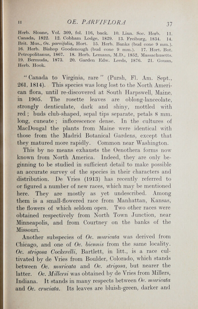 Herb. Sloane, Vol. 309, fol. 116, back. 10. Linn. Soc. Herb. 11. Canada, 1822. 12. Cobham Lodge, 1829. 13. Freiburg, 1834. 14. Brit. Mus., Oe. parvifolia, Hort. 15. Herb. Banks (bud cone 9 mm.). 16. Herb. Bishop Goodenough (bud cone 9 mm.). 17. Hort. Bot. Petropolitanus, 1867. 18. Herb. Lemann, M.D., 1852, Massachusetts. 19. Bermuda, 1873. 20. Garden Edw. Leeds, 1876. 21. Gouan, Herb. Hook. Canada to Virginia, rare (Pursh, FJ. Am. Sept., 261, 1814). This species was long lost to the North Ameri can flora, until re-discovered at South Harpswell, Maine, in 1905. The rosette leaves are oblong-lanceolate, strongly denticulate, dark and shiny, mottled with red ; buds club-shaped, sepal tips separate, petals 8 mm. long, cuneate ; inflorescence dense. In the cultures of MacDougal the plants from Maine were identical with those from the Madrid Botanical Gardens, except that they matured more rapidly. Common near Washington. This by no means exhausts the Oenothera forms now known from North America. Indeed, they are only be ginning to be studied in sufficient detail to make possible an accurate survey of the species in their characters and distribution. De Yries (1913) has recently referred to or figured a number of new races, which may be mentioned here. They are mostly as yet undescribed. Among them is a small-flowered race from Manhattan, Kansas, the flowers of which seldom open. Two other races were obtained respectively from North Town Junction, near Minneapolis, and from Courtney on the banks of the Missouri. Another subspecies of Oe. muricata was derived from Chicago, and one of Oe. biennis from the same locality. Oe. strigosa Cockerelli, Bartlett, in litt., is a race cul tivated by de Vries from Boulder, Colorado, which stands between Oe. muricata and Oe. strigosa, but nearer the latter. Oe. Miller si was obtained by de Yries from Millers, Indiana. It stands in many respects between Oe. muricata and Oe. cruciata. Its leaves are bluish-green, darker and
