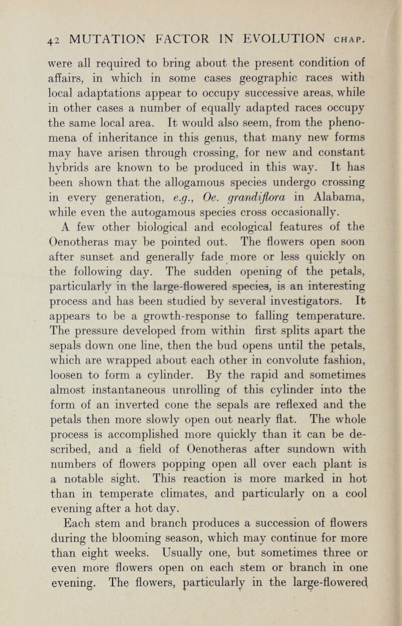 were all required to bring about the present condition of affairs, in which in some cases geographic races with local adaptations appear to occupy successive areas, while in other cases a number of equally adapted races occupy the same local area. It would also seem, from the pheno mena of inheritance in this genus, that many new forms may have arisen through crossing, for new and constant hybrids are known to be produced in this way. It has been shown that the allogamous species undergo crossing in every generation, e.g., Oe. grandiflora in Alabama, while even the autogamous species cross occasionally. A few other biological and ecological features of the Oenotheras may be pointed out. The flowers open soon after sunset and generally fade more or less quickly on the following day. The sudden opening of the petals, particularly in the large-flowered species, is an interesting process and has been studied by several investigators. It appears to be a growth-response to falling temperature. The pressure developed from within first splits apart the sepals down one line, then the bud opens until the petals, which are wrapped about each other in convolute fashion, loosen to form a cylinder. By the rapid and sometimes almost instantaneous unrolling of this cylinder into the form of an inverted cone the sepals are reflexed and the petals then more slowly open out nearly flat. The whole process is accomplished more quickly than it can be de scribed, and a field of Oenotheras after sundown with numbers of flowers popping open all over each plant is a notable sight. This reaction is more marked in hot than in temperate climates, and particularly on a cool evening after a hot day. Each stem and branch produces a succession of flowers during the blooming season, which may continue for more than eight weeks. Usually one, but sometimes three or even more flowers open on each stem or branch in one evening. The flowers, particularly in the large-flowered
