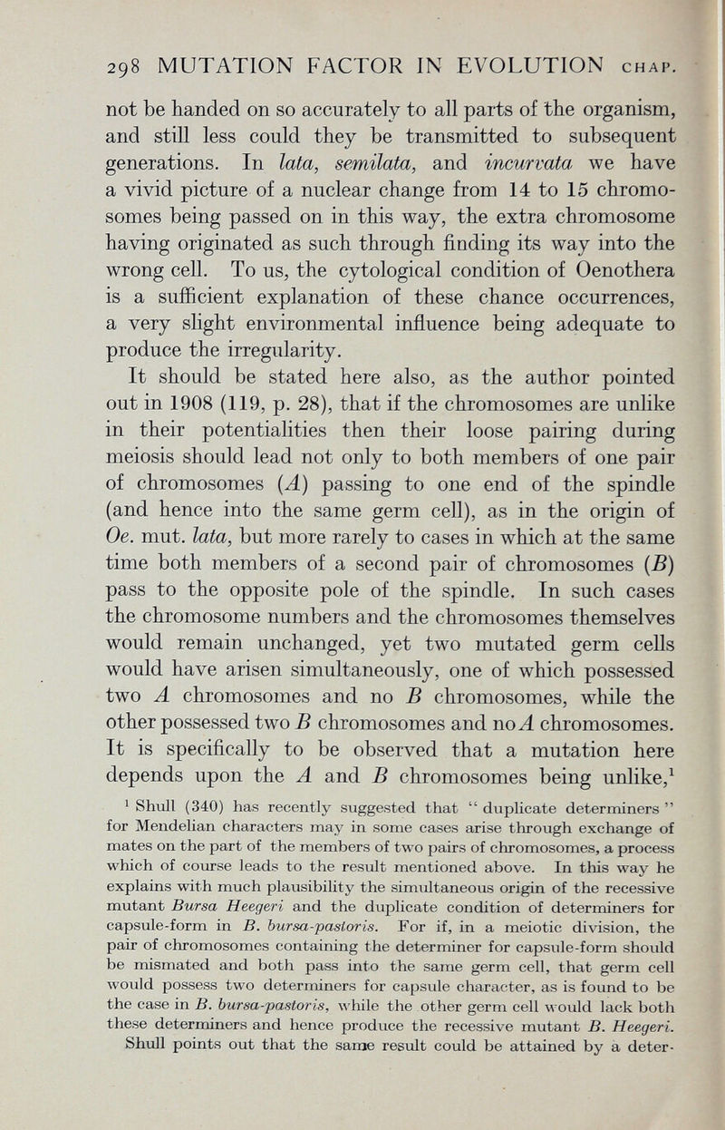 not be handed on so accurately to all parts of the organism, and still less could they be transmitted to subsequent generations. In lata, semilata, and incurvata, we have a vivid picture of a nuclear change from 14 to 15 chromo somes being passed on in this way, the extra chromosome having originated as such through finding its way into the wrong cell. To us, the cytological condition of Oenothera is a sufficient explanation of these chance occurrences, a very slight environmental influence being adequate to produce the irregularity. It should be stated here also, as the author pointed out in 1908 (119, p. 28), that if the chromosomes are unlike in their potentialities then their loose pairing during meiosis should lead not only to both members of one pair of chromosomes (A) passing to one end of the spindle (and hence into the same germ cell), as in the origin of Oe. mut. lata, but more rarely to cases in which at the same time both members of a second pair of chromosomes (B) pass to the opposite pole of the spindle. In such cases the chromosome numbers and the chromosomes themselves would remain unchanged, yet two mutated germ cells would have arisen simultaneously, one of which possessed two A chromosomes and no B chromosomes, while the other possessed two B chromosomes and no A chromosomes. It is specifically to be observed that a mutation here depends upon the A and B chromosomes being unlike, 1 1 Shull (340) has recently suggested that  duplicate determiners  for Mendelian characters may in some cases arise through exchange of mates on the part of the members of two pairs of chromosomes, a process which of course leads to the result mentioned above. In this way he explains with much plausibility the simultaneous origin of the recessive mutant Bursa Heegeri and the duplicate condition of determiners for capsule-form in B. bursa-pastoris. For if, in a meiotic division, the pair of chromosomes containing the determiner for capsule-form should be mismated and both pass into the same germ cell, that germ cell would possess two determiners for capsule character, as is found to be the case in B. bursa-pastoris , while the other germ cell would lack both these determiners and hence produce the recessive mutant B. Heegeri. Shull points out that the same result could be attained by a deter-