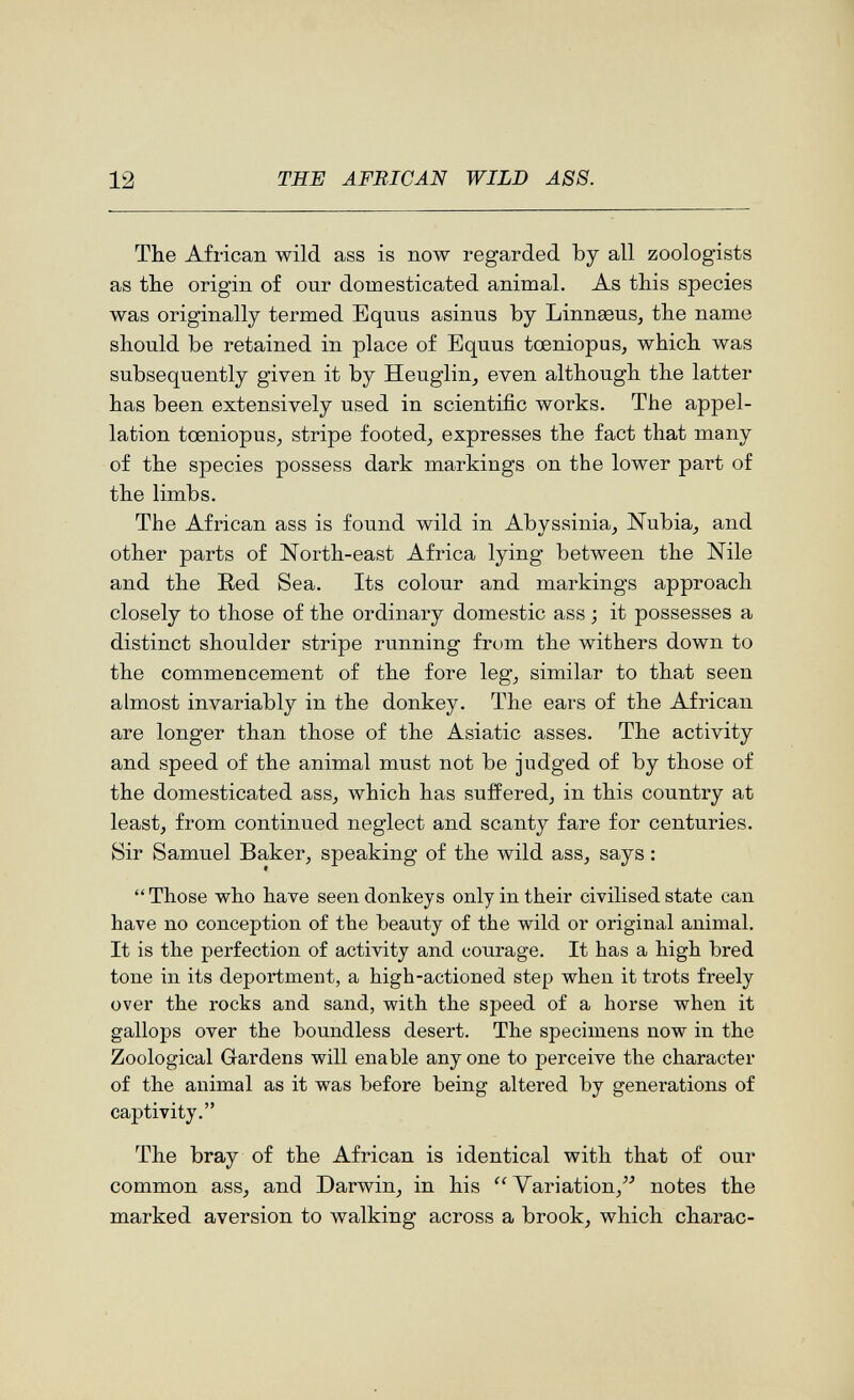 12 THE AFRICAN WILD ASS. The African wild ass is now regarded by all zoologists as the origin of our domesticated animal. As this species was originally termed Equus asinus by Linnaeus^ the name should be retained in place of Equus toeniopus, which was subsequently given it by Heuglin^ even although the latter has been extensively used in scientific works. The appel¬ lation tœniopus^ stripe footed, expresses the fact that many of the species possess dark markings on the lower part of the limbs. The African ass is found wild in Abyssinia, Nubia, and other parts of North-east Africa lying between the Nile and the Red Sea. Its colour and markings approach closely to those of the ordinary domestic ass ; it possesses a distinct shoulder stripe running frt)m the withers down to the commencement of the fore leg, similar to that seen almost invariably in the donkey. The ears of the African are longer than those of the Asiatic asses. The activity and speed of the animal must not be judged of by those of the domesticated ass, Avhich has suffered, in this country at least, from continued neglect and scanty fare for centuries. Sir Samuel Baker, speaking of the wild ass, says ; Those who have seen donkeys only in their civilised state can have no conception of the beauty of the wild or original animal. It is the perfection of activity and courage. It has a high bred tone in its deportment, a high-actioned step when it trots freely over the rocks and sand, with the speed of a horse when it gallops over the boundless desert. The specimens now in the Zoological Gardens will enable any one to perceive the character of the animal as it was before being altered by generations of captivity. The bray of the African is identical with that of our common ass, and Darwin, in his ''Variation, notes the marked aversion to walking across a brook, which charac-