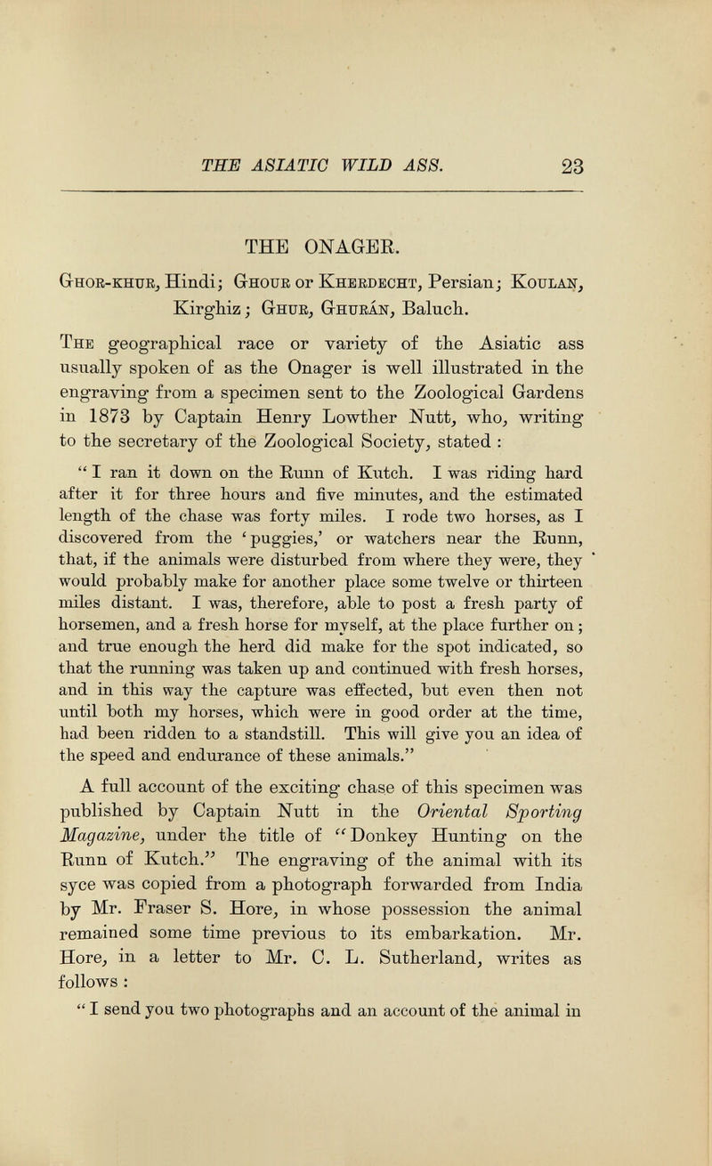 THE ASIATIC WILD A88. 23 THE ONAGER. GtHOE-khuEj Hindi; Ghoub or Khbkdecht, Persian; Koulan, Kirghiz ; Ghue, Ghueán, Baluch. The geograpbical race or variety of the Asiatic ass usually spoken of as the Onager is well illustrated in the engraving from a specimen sent to the Zoological Gardens in 1873 by Captain Henry Lowther Nutt, who^ writing to the secretary of the Zoological Society^ stated :  I ran it down on the Eunn of Kutch. I was riding hard after it for three hours and five minutes, and the estimated length of the chase was forty miles. I rode two horses, as I discovered from the ' puggies,' or watchers near the E.unn, that, if the animals were disturbed from where they were, they would probably make for another place some twelve or thirteen miles distant. I was, therefore, able to post a fresh party of horsemen, and a fresh horse for myself, at the place further on ; and true enough the herd did make for the spot indicated, so that the running was taken up and continued with fresh horses, and in this way the capture was eifected, but even then not until both my horses, which were in good order at the time, had been ridden to a standstill. This will give you an idea of the speed and endurance of these animals. A full account of the exciting chase of this specimen was published by Captain Nutt in the Oriental Sporting Magazine, under the title of Donkey Hunting on the Runn of Kutch.The engraving of the animal with its syce was copied from a photograph forwarded from India by Mr. Eraser S. Hore^ in whose possession the animal remained some time previous to its embarkation. Mr. Hore^ in a letter to Mr. C. L. Sutherland, writes as follows :  I send you two photographs and an account of the animal in