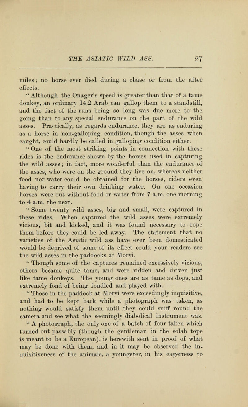 THE ASIATIC WILD ASS. 27 miles ; no horse ever died during a chase or from the after effects.  Although the Onager's speed is greater than that of a tame donkey, an ordinary 14.2 Arab can gallop them to a standstill, and the fact of the runs being so long was due more to the going than to any special endurance on the part of the wild asses. Pra'-tically, as regards endurance, they are as enduring as a horse in non-galloping condition, though the asses when caught, could hardly be called in galloping condition either.  One of the most striking points in connection with these rides is the endurance shown by the horses used in capturing the wild asses ; in fact, more wonderful than the endurance of the asses, who were on the ground they live on, whereas neither food nor water could be obtained for the horses, riders even having to carry their own drinking water. On one occasion horses were out without food or water from 7 a.m. one morning to 4 a.m. the next.  Some twenty wild asses, big and small, were captured in these rides. When captured the wild asses were extremely vicious, bit and kicked, and it was found necessary to rope them before they could be led away. The statement that no varieties of the Asiatic wild ass have ever been domesticated would be deprived of some of its effect could your readers see the wild asses in the paddocks at Morvi. '• Though some of the captures remained excessively vicious, others became quite tame, and were ridden ai)d driven just like tame donkeys. The young ones are as tame as dogs, and extremely fond of being fondled and played with.  Those in the paddock at Morvi were exceedingly inquisitive, and had to be kept back while a photograph was taken, as nothing would satisfy them until they could sniff round the camera and see what the seemingly diabolical instrument was.  A photograph, the only one of a batch of four taken which turned out passably (though the gentleman in the solah tope is meant to be a European), is herewith sent in proof of what may be done with them, and in it may be observed the in- quisitiveness of the animals, a youngster, in his eagerness to