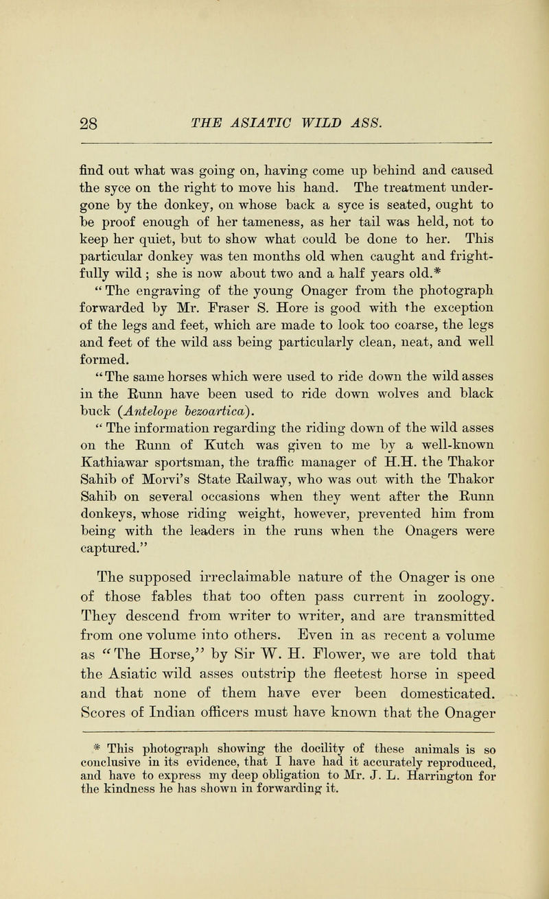 28 THE ASIATIC WILD ASS. find out what was going on, having come up behind and caused the syce on the right to move his hand. The treatment under¬ gone by the donkey, on whose back a syce is seated, ought to be proof enough of her tameness, as her tail was held, not to keep her quiet, but to show what could be done to her. This particular donkey was ten months old when caught and fright¬ fully wild ; she is now about two and a half years old.*  The engraving of the young Onager from the photograph forwarded by Mr. Fraser S. Ноге is good with the exception of the legs and feet, which are made to look too coarse, the legs and feet of the wild ass being particularly clean, neat, and well formed. The same horses which were used to ride down the wild asses in the Eunn have been used to ride down wolves and black buck {Antelope bezoartica).  The information regarding the riding down of the wild asses on the Eunn of Kutch was given to me by a well-known Kathiawar sportsman, the traffic manager of H.H. the Thakor Sahib of Morvi's State Railway, who was out with the Thakor Sahib on several occasions when they went after the Runn donkeys, whose riding weight, however, prevented him from being with the leaders in the runs when the Onagers were captured. The supposed irreclaimable nature of the Onager is one of those fables that too often pass current in zoology. They descend from writer to writer^ and are transmitted from one volume into others. Even in as recent a volume as The Horse, by Sir W. H. Flower, we are told that the Asiatic wild asses outstrip the fleetest horse in speed and that none of them have ever been domesticated. Scores of Indian officers must have known that the Onager * This photograph showing the docility o£ these animals is so conclusive in its evidence, that I have had it accurately reproduced, and have to express my deep obligation to Mr. J. L. Harrington for the kindness he has shown in forwarding it.