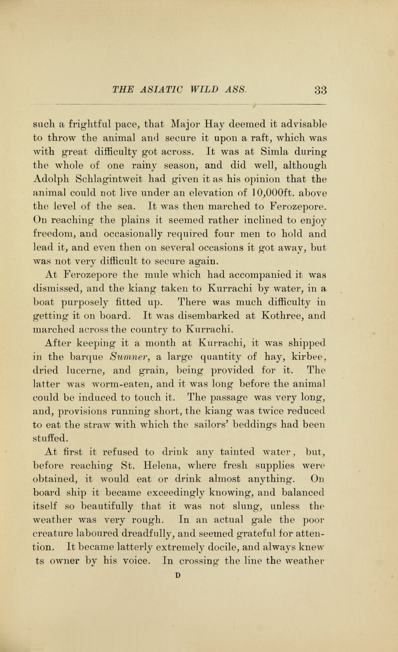 THE ASIATIC WILD A88. 33 such a frightful pace, that Major Hay deemed it advisable to throw the animal and secure it upon a raft, which was with great difficulty got across. It was at Simla during the whole of one rainy season, and did well, although Adolph Schlagintweit had given it as his opinion that the animal could not lire under an elevation of 10,000ft. above the level of the sea. It was then marched to Ferozepore. On reaching the plains it seemed rather inclined to enjoy freedom, and occasionally required four men to hold and lead it, and even then on several occasions it got away, but Avas not very difficult to secure again. At Ferozepore the mule which had accompanied it was dismissed, and the kiang taken to Kurrachi by water^ in a boat purposely fitted up. There was much difficulty in getting it on board. It was disembarked at Kothree, and marched across the country to Kurrachi. After keeping it a month at Kurrachi, it was shipped in the barque Sumner, a large quantity of hay, kirbee, dried lucerne, and grain, being provided for it. The latter was worm-eaten, and it was long before the animal could be induced to touch it. The passage was very long, and, provisions running short, the kiang was twice reduced to eat the straлv with which the sailors' beddings had been stuffed. At first it refused to drink any tainted Avater, but, before reaching St. Helena, where fresh supplies were obtained, it would eat or drink almost anything. On board ship it became exceedingly knowing, and balanced itself so beautifully that it Avas not slung, unless the weather was very rough. In an actual gale the poor creature laboured dreadfully, and seemed grateful for atten¬ tion. It became latterly extremely docile, and always knew ts owner by his voice. In crossing the line the weather D