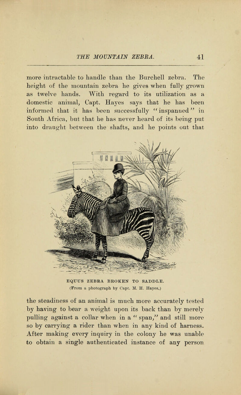 THE MOUNTAIN ZEBRA. 41 more intractable to handle than the Burchell zebra. The height of the mountain zebra he gives when fully grown as tweh'e hands. With regard to its utilization as a domestic animal, Capt. Hayes says that he has been informed that it has been successfully ''inspanued in South Africa, but that he has never heard of its being put into draught between the shafts, and he points out that EQtrUS ZEBEA BROKEN TO SADDLE. (From a photograph by Capt. M. H. Hayes.) the steadiness of an animal is much more accurately tested by having to bear a weight upon its back than by merely pulling against a collar when in a  span/^ and still more so by carrying a rider than when in any kind of harness. After making every inquiry in the colony he was unable to obtain a single authenticated instance of any person