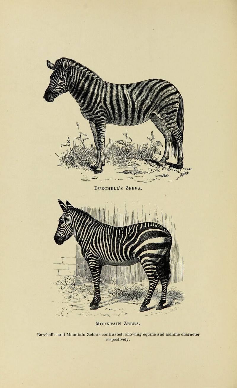 Burchell's Zebra. ù Mountain Zebea. Burchell's and Mountain Zebras contrasted, showing equine and asinine character respectively.