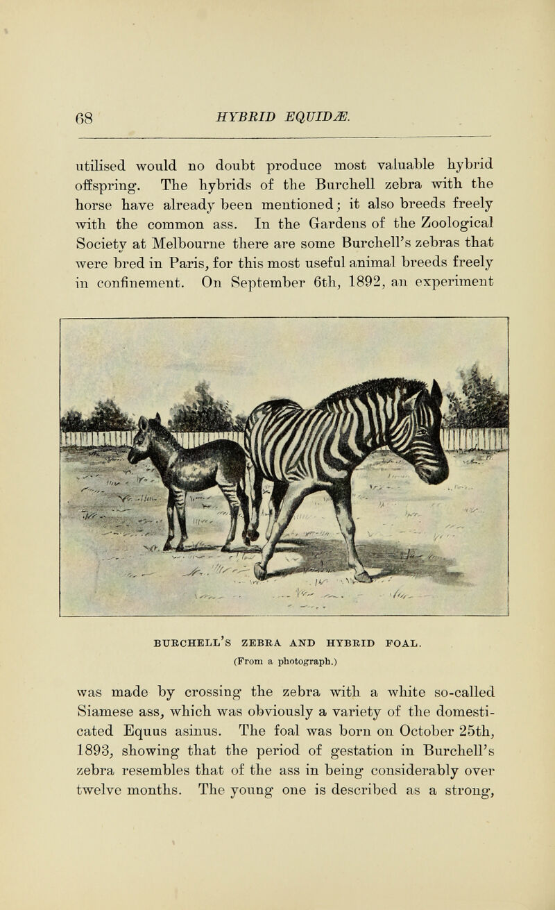 08 HYBRID E QUID Ж utilised would no doubt produce most valuable hybrid offspring. The hybrids of the Burchell zebra with the horse have already been mentioned ; it also breeds freely Avith the common ass. In the Gardens of the Zoological Society at Melbourne there are some Burchell's zebras that were bred in Paris, for this most useful animal breeds freely in confinement. On September 6th, 1892, an experiment burchell's zebra and hybrid foal. (From a photograph.) was made by crossing the zebra with a white so-called Siamese ass, which was obviously a variety of the domesti¬ cated Equus asinus. The foal was born on October 25th, 1893, showing that the period of gestation in Burchell's zebra resembles that of the ass in being considerably over twelve months. The young one is described as a strong,