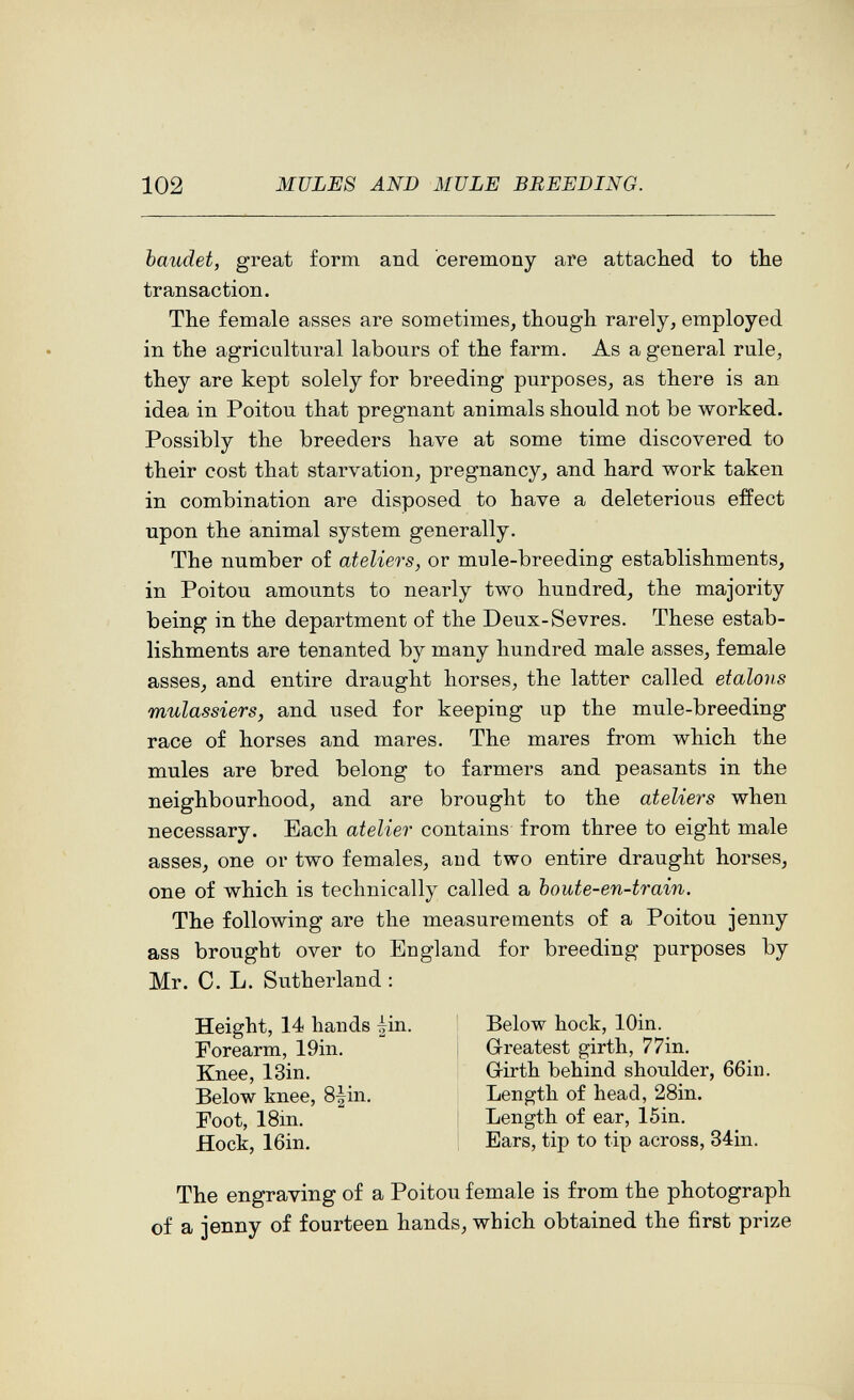 102 MULES AND MULE BREEDING. baudet, gi^eat form and ceremony are attached to the transaction. The female asses are sometimes, though rarely, employed in the agricultural labours of the farm. As a general rule, they are kept solely for breeding purposes, as there is an idea in Poitou that pregnant animals should not be worked. Possibly the breeders have at some time discovered to their cost that starvation, pregnancy, and hard work taken in combination are disposed to have a deleterious effect upon the animal system generally. The number of ateliers, or mule-breeding establishments, in Poitou amounts to nearly two hundred, the majority being in the department of the Deux-Sevres. These estab¬ lishments are tenanted by many hundred male asses, female asses, and entire draught horses, the latter called étalons mulassiers, and used for keeping up the mule-breeding race of horses and mares. The mares from which the mules are bred belong to farmers and peasants in the neighbourhood, and are brought to the ateliers when necessary. Each atelier contains from three to eight male asses, one or two females, aud two entire draught horses, one of which is technically called a boute-en-train. The following are the measurements of a Poitou jenny ass brought over to England for breeding purposes by Mr. C. L. Sutherland : Height, 14 hands |in. Forearm, 19in. Knee, 13in. Below knee, 8|in. Below hock, lOin. Greatest girth, 77in. Girth behind shoulder, 66in. Foot, 18m. Hock, 16in, Length of head, 28in, Length of ear, 15in. Ears, tip to tip across, 34in. The engraving of a Poitou female is from the photograph of a jenny of fourteen hands, which obtained the first prize