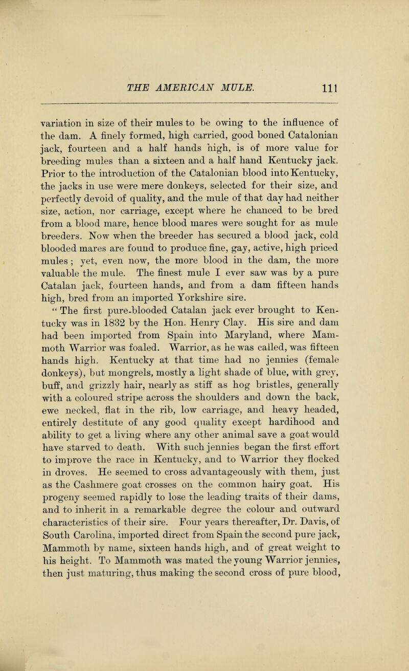 THE AMERICAN MULE. Ill variation in size of their mules to be owing to the influence of the dam. A finely formed, high carried, good boned Catalonian jack, fourteen and a half hands high, is of more value for breeding mules than a sixteen and a half hand Kentucky jack. Prior to the introduction of the Catalonian blood into Kentucky, the jacks in use were mere donkeys, selected for their size, and perfectly devoid of quality, and the mule of that day had neither size, action, nor carriage, except where he chanced to be bred from a blood mare, hence blood mares were sought for as mule breeders. Now when the breeder has secured a blood jack, cold blooded mares are found to produce fine, gay, active, high priced mules ; yet, even now, the more blood in the dam, the more valuable the mule. The finest mule I ever saw was by a pure Catalan jack, fourteen hands, and from a dam fifteen hands high, bred from an imported Yorkshire sire.  The first pure-blooded Catalan jack ever brought to Ken¬ tucky was in 1832 by the Hon. Henry Clay. His sire and dam had been imported from Spain into Maryland, where Mam¬ moth Warrior was foaled. Warrior, as he was called, was fifteen hands high. Kentucky at that time had no jennies (female donkeys), but mongrels, mostly a light shade of blue, with grey, buff, and grizzly hair, nearly as stiff as hog bristles, generally with a coloured stripe across the shoulders and down the back, ewe necked, flat in the rib, low carriage, and heavy headed, entirely destitute of any good quality except hardihood and ability to get a living where any other animal save a goat would have starved to death. With such jennies began the first effort to improve the race in Kentucky, and to Warrior they flocked in droves. He seemed to cross advantageously with them, just as the Cashmere goat crosses on the common hairy goat. His progeny seemed rapidly to lose the leading traits of their dams, and to inherit in a remarkable degree the colour and outward characteristics of their sire. Four years thereafter. Dr. Davis, of South Carolina, imported direct from Spain the second pure jack, Mammoth by name, sixteen hands high, and of great weight to his height. To Mammoth was mated the young Warrior jennies, then just maturing, thus making the second cross of pure blood,