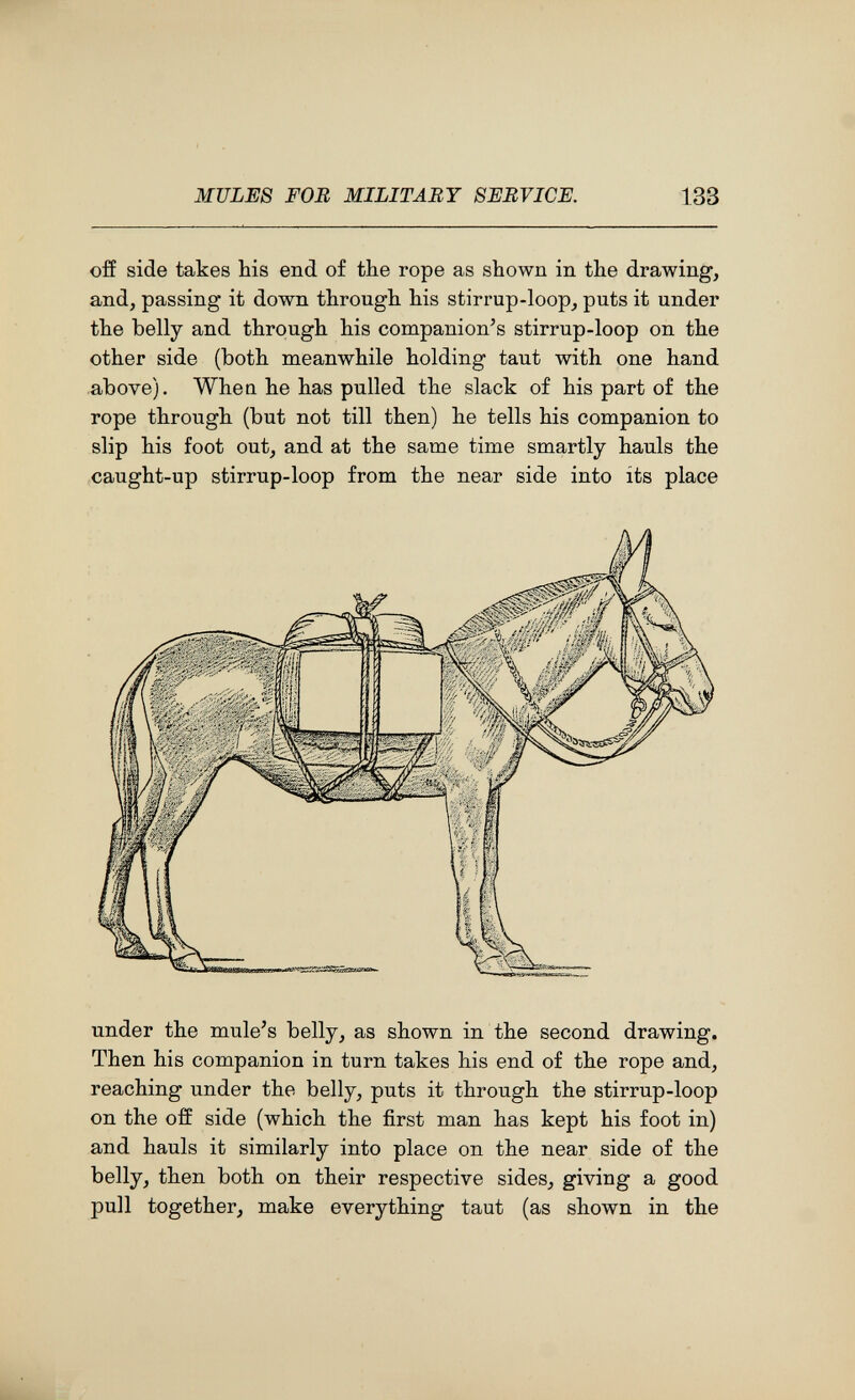 MULES FOB MILITARY SERVICE. 133 off side takes his end of the rope as shown in the drawing, and, passing it down through his stirrup-loop, puts it under the belly and through his companion's stirrup-loop on the other side (both meanwhile holding taut with one hand above). Whea he has pulled the slack of his part of the rope through (but not till then) he tells his companion to slip his foot out, and at the same time smartly hauls the caught-up stirrup-loop from the near side into its place under the mule's belly, as shown in the second drawing. Then his companion in turn takes his end of the rope and, reaching under the belly, puts it through the stirrup-loop on the off side (which the first man has kept his foot in) and hauls it similarly into place on the near side of the belly, then both on their respective sides, giving a good pull together, make everything taut (as shown in the
