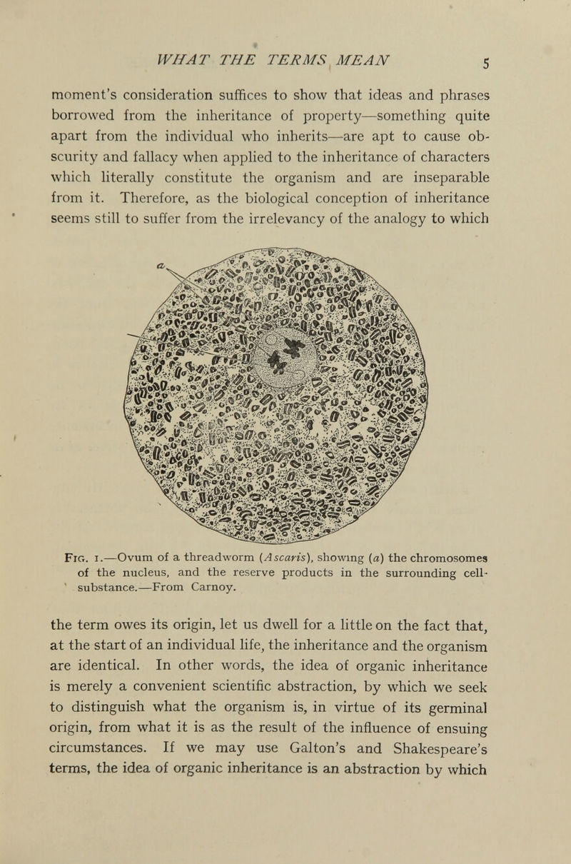 WHAT THE TERMS MEAN 5 moment's consideration suffices to show that ideas and phrases borrowed from the inheritance of property—something quite apart from the individual who inherits—are apt to cause ob¬ scurity and fallacy when applied to the inheritance of characters which literally constitute the organism and are inseparable from it. Therefore, as the biological conception of inheritance seems still to suffer from the irrelevancy of the analogy to which Fig. i.—Ovum of a threadworm {Ascaris), showing (a) the chromosomes of the nucleus, and the reserve products in the surrounding cell- ' substance.—From Carnoy. the term owes its origin, let us dwell for a little on the fact that, at the start of an individual life, the inheritance and the organism are identical. In other words, the idea of organic inheritance is merely a convenient scientific abstraction, by which we seek to distinguish what the organism is, in virtue of its germinal origin, from what it is as the result of the influence of ensuing circumstances. If we may use Galton's and Shakespeare's terms, the idea of organic inheritance is an abstraction by which