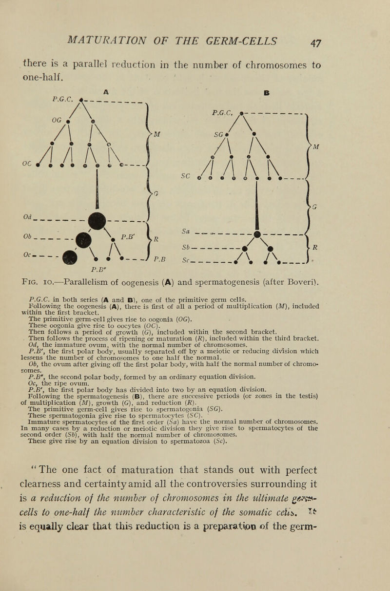 MATURATION OF THE GERM-CELLS 47 there is a parallel reduction in the number of chromosomes to one-half. P.G.C. OG • oc A . . /I /I /\ i\ • •••••» с 'M P.G.C. SG* SC Л l\ e • • • // /1 /\ 1\ oo«oo* >,Vf Od Ob Of  P.B \i i\J,. Sa Sb. Se. V\ . Fig. io.—Parallelism of oogenesis (A) and spermatogenesis (after Boveri). P.G.C, in both series (A and B), one of the primitive germ cells. Following the oogenesis (A), there is first of all a period of multiplication (M), included within the first bracket. The primitive germ-cell gives rise to oogenia (OG). These oogonia giл'e rise to oocytes (OC). Then follows a period of growth (G), included within the second bracket. Then follows the process of ripening or maturation (R), included within the third bracket. Od, the immature ovum, with the normal number of chromosomes. P.B', the first polar body, usually separated off by a meiotic or reducing division which lessens the number of chromosomes to one half the normal. Ob, the ovum after giving off the first polar body, with half the normal number of chromo¬ somes. P.B, the second polar body, formed by an ordinary equation division. Oc, the ripe ovum. P.B', the first polar body has divided into two by an equation divi.sion. Following the spermatogenesis (B), there are successive periods (or zones in the testis) of multiplication (M), growth (G), and reduction (R). The primitive germ-cell gives rise to spermatogonia (SG). These spermatogonia give rise to spermatocytes (SC). Immature spermatocytes of the first order (Sa) have the normal number of chromosomes. In many cases by a reduction or meiotic division they give rise to spermatocytes of the second order (Sb), with half the normal number of chromosomes. These give rise by an equation division to spermatozoa (Sc).  The one fact of maturation that stands out with perfect clearness and certainty amid all the controversies surrounding it is a reduction of the number of chromosomes in the ultimate cells to one-half the number characteristic of the somatic сеЫь. is equally clear that this reduction is a preparation of the germ-