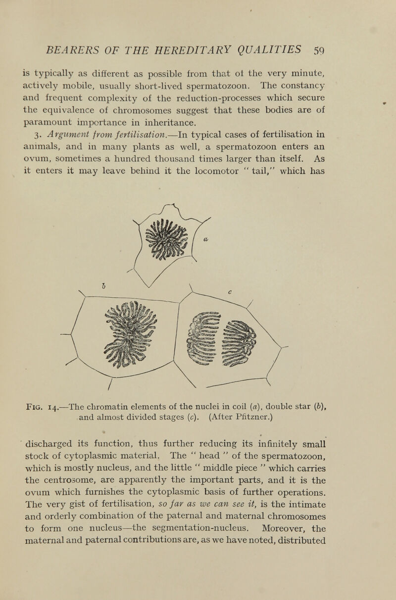 BEARERS OF THE HEREDITARY QUALITIES 59 is typically as different as possible from that ot the very minute, actively mobile, usually short-lived spermatozoon. The constancy and frequent complexity of the reduction-processes which secure the equivalence of chromosomes suggest that these bodies are of paramount importance in inheritance. 3. Argument from fertilisation.—In typical cases of fertilisation in animals, and in many plants as well, a spermatozoon enters an ovum, sometimes a hundred thousand times larger than itself. As it enters it may leave behind it the locomotor  tail, which has Fig. 14.—The chromatin elements of the nuclei in coil {a), double star (ò), and almost divided stages (c). (After Pñtzner.) discharged its function, thus further reducing its infinitely small stock of cytoplasmic material. The  head  of the spermatozoon, which is mostly nucleus, and the little  middle piece  which carries the centrosome, are apparently the important parts, and it is the ovum which furnishes the cytoplasmic basis of further operations. The very gist of fertilisation, so far as we can see it, is the intimate and orderly combination of the paternal and maternal chromosomes to form one nucleus—the segmentation-nucleus. Moreover, the maternal and paternal contributions are, as we have noted, distributed