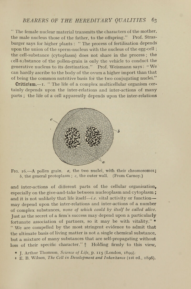 BEARERS OF THE HEREDITARY QUALITIES 63  The female nuclear material transmits the characters of the mother, the male nucleus those of the father, to the offspring. Prof. Stras¬ burger says for higher plants ;  The process of fertilisation depends upon the union of the sperm-nucleus with the nucleus of the egg-cell ; the cell-substance (cytoplasm) does not share in the process ; the cell-s:ibstance of the pollen-grain is only the vehicle to conduct the generative nucleus to its destination. Prof. Weismann says : We can hardly ascribe to the body of the ovum a higher import than that of being the common nutritive basis for the two conjugating nuclei. Criticism.— i.  The life of a complex multicellular organism cer¬ tainly depends upon the inter-relations and inter-actions of many parts ; the life of a cell apparently depends upon the inter-relations Fig. 16.—A pollen grain, a, the two nuclei, with their chromosomes; b, the general protoplasm ; c, the outer wall. (From Carnoy.) and inter-actions of different parts of the cellular organisation, especially on the give-and-take between nucleoplasm and cytoplasm ; and it is not unlikely that life itself—i.e. vital activity or function— may depend upon the inter-relations and inter-actions of a number of complex substances, none of which could by itself be called alive. Just as the secret of a firm's success may depend upon a particularly fortunate association of partners, so it may be with vitality. *  We are compelled by the most stringent evidence to admit that the ultimate basis of living matter is not a single chemical substance, but a mixture of many substances that are self-propagating without loss of their specific character. f Holding firmly to this view, » J. Arthur Thomson, Science of Life, p. 115 (London, 1899). + E. B. Wilson, The Cell in Development and Inheritance (ist ed., 1896). с Ъ