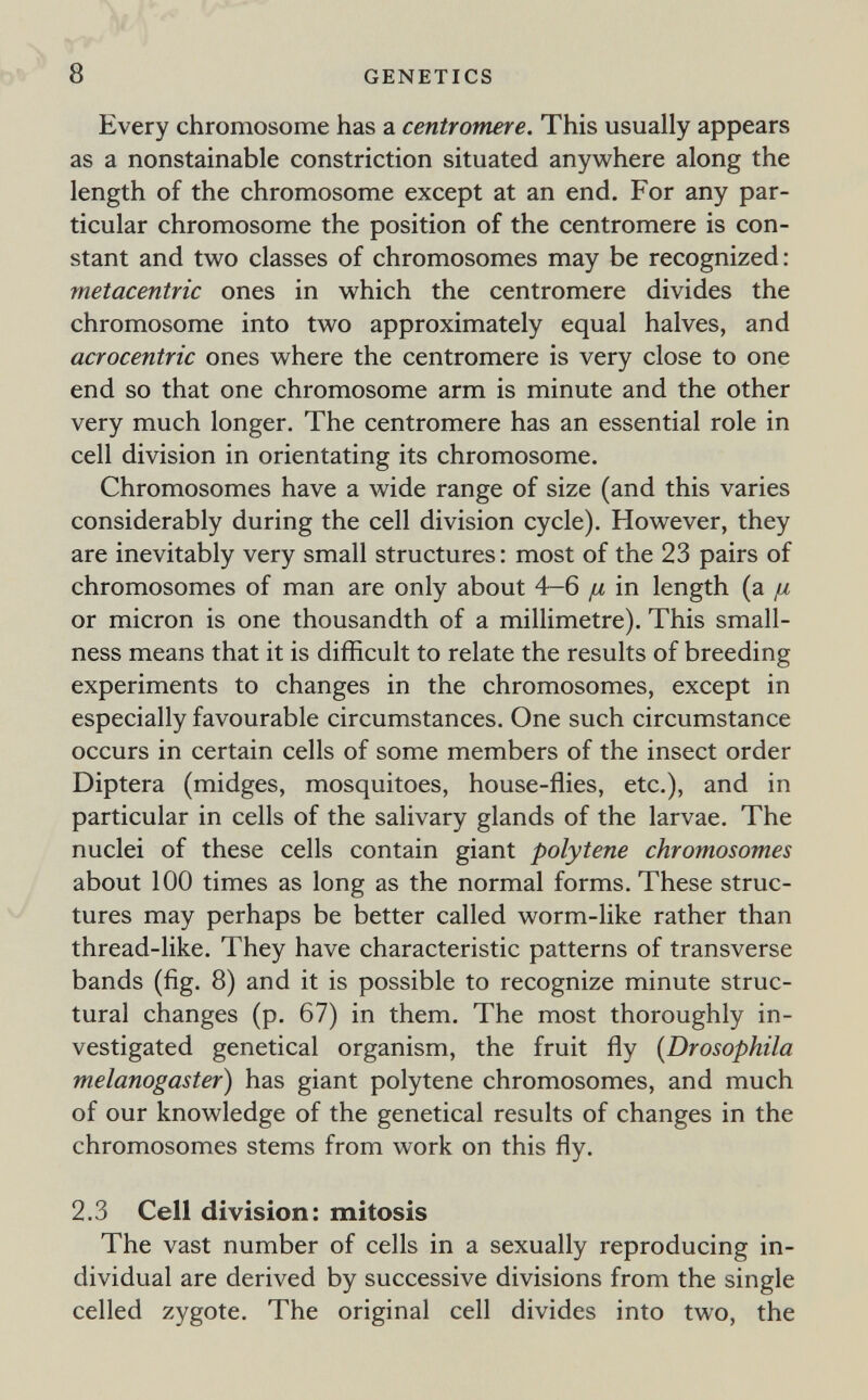 8 GENETICS Every chromosome has a centromere. This usually appears as a nonstainable constriction situated anywhere along the length of the chromosome except at an end. For any par¬ ticular chromosome the position of the centromere is con¬ stant and two classes of chromosomes may be recognized: metacentric ones in which the centromere divides the chromosome into two approximately equal halves, and acrocentric ones where the centromere is very close to one end so that one chromosome arm is minute and the other very much longer. The centromere has an essential role in cell division in orientating its chromosome. Chromosomes have a wide range of size (and this varies considerably during the cell division cycle). However, they are inevitably very small structures: most of the 23 pairs of chromosomes of man are only about 4—6 ¡i in length (a ¡л or micron is one thousandth of a millimetre). This small- ness means that it is difficult to relate the results of breeding experiments to changes in the chromosomes, except in especially favourable circumstances. One such circumstance occurs in certain cells of some members of the insect order Diptera (midges, mosquitoes, house-flies, etc.), and in particular in cells of the salivary glands of the larvae. The nuclei of these cells contain giant polytene chromosomes about 100 times as long as the normal forms. These struc¬ tures may perhaps be better called worm-like rather than thread-like. They have characteristic patterns of transverse bands (fig. 8) and it is possible to recognize minute struc¬ tural changes (p. 67) in them. The most thoroughly in¬ vestigated genetical organism, the fruit fly [Drosophila melanogaster) has giant polytene chromosomes, and much of our knowledge of the genetical results of changes in the chromosomes stems from work on this fly. 2.3 Cell division: mitosis The vast number of cells in a sexually reproducing in¬ dividual are derived by successive divisions from the single celled zygote. The original cell divides into two, the