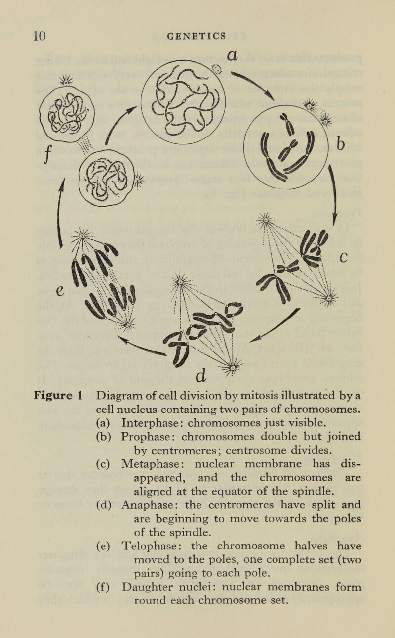 10 GENETICS Figure 1 Diagram of cell division by mitosis illustrated by a cell nucleus containing two pairs of chromosomes. (a) Interphase ; chromosomes just visible. (b) Prophase: chromosomes double but joined by centromeres; centrosome divides. (c) Metaphase ; nuclear membrane has dis¬ appeared, and the chromosomes are aligned at the equator of the spindle. (d) Anaphase: the centromeres have split and are beginning to move towards the poles of the spindle. (e) Telophase: the chromosome halves have moved to the poles, one complete set (two pairs) going to each pole. (f) Daughter nuclei: nuclear membranes form round each chromosome set.