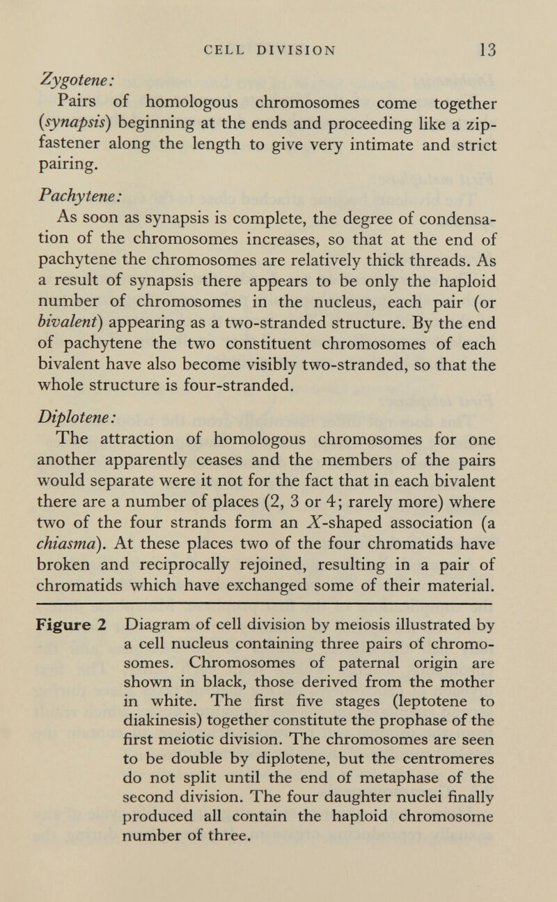 CELL DIVISION 13 Zygotene: Pairs of homologous chromosomes come together (synapsis) beginning at the ends and proceeding like a zip- fastener along the length to give very intimate and strict pairing. Pachytene: As soon as synapsis is complete, the degree of condensa¬ tion of the chromosomes increases, so that at the end of pachytene the chromosomes are relatively thick threads. As a result of synapsis there appears to be only the haploid number of chromosomes in the nucleus, each pair (or bivalent) appearing as a two-stranded structure. By the end of pachytene the tw^o constituent chromosomes of each bivalent have also become visibly tw^o-stranded, so that the whole structure is four-stranded. Diplotene: The attraction of homologous chromosomes for one another apparently ceases and the members of the pairs would separate were it not for the fact that in each bivalent there are a number of places (2, 3 or 4; rarely more) where two of the four strands form an X-shaped association (a chiasma). At these places two of the four chromatids have broken and reciprocally rejoined, resulting in a pair of chromatids which have exchanged some of their material. Figure 2 Diagram of cell division by meiosis illustrated by a cell nucleus containing three pairs of chromo¬ somes. Chromosomes of paternal origin are shown in black, those derived from the mother in white. The first five stages (leptotene to diakinesis) together constitute the prophase of the first meiotic division. The chromosomes are seen to be double by diplotene, but the centromeres do not split until the end of metaphase of the second division. The four daughter nuclei finally produced all contain the haploid chromosome number of three.