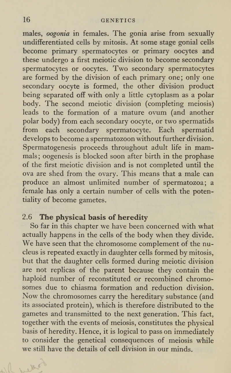 16 GENETICS males, oogonia in females. The gonia arise from sexually undifferentiated cells by mitosis. At some stage gonial cells become primary spermatocytes or primary oocytes and these undergo a first meiotic division to become secondary spermatocytes or oocytes. Two secondary spermatocytes are formed by the division of each primary one; only one secondary oocyte is formed, the other division product being separated off with only a little cytoplasm as a polar body. The second meiotic division (completing meiosis) leads to the formation of a mature ovum (and another polar body) from each secondary oocyte, or two spermatids from each secondary spermatocyte. Each spermatid develops to become a spermatozoon without further division. Spermatogenesis proceeds throughout adult life in mam¬ mals ; oogenesis is blocked soon after birth in the prophase of the first meiotic division and is not completed until the ova are shed from the ovary. This means that a male can produce an almost unlimited number of spermatozoa; a female has only a certain number of cells with the poten¬ tiality of become gametes. 2.6 The physical basis of heredity So far in this chapter we have been concerned with what actually happens in the cells of the body when they divide. We have seen that the chromosome complement of the nu¬ cleus is repeated exactly in daughter cells formed by mitosis, but that the daughter cells formed during meiotic division are not replicas of the parent because they contain the haploid number of reconstituted or recombined chromo¬ somes due to chiasma formation and reduction division. Now the chromosomes carry the hereditary substance (and its associated protein), which is therefore distributed to the gametes and transmitted to the next generation. This fact, together with the events of meiosis, constitutes the physical basis of heredity. Hence, it is logical to pass on immediately to consider the genetical consequences of meiosis while we still have the details of cell division in our minds.