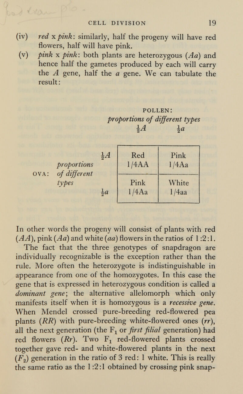 { / i cell division 19 (iv) red X pink : similarly, half the progeny will have red flow^ers, half will have pink. (v) pink X pink : both plants are heterozygous {Aa) and hence half the gametes produced by each will carry the A gene, half the a gene. We can tabulate the result : pollen: proportions of different types ^A proportions ova: of different types In other words the progeny will consist of plants with red (AA), pink (Aa) and white (aa) flowers in the ratios of 1:2:1. The fact that the three genotypes of snapdragon are individually recognizable is the exception rather than the rule. More often the heterozygote is indistinguishable in appearance from one of the homozygotes. In this case the gene that is expressed in heterozygous condition is called a dominant gene\ the alternative allelomorph which only manifests itself when it is homozygous is a recessive gene. When Mendel crossed pure-breeding red-flowered pea plants (RR) with pure-breeding white-flowered ones (rr), all the next generation (the or first filial generation) had red flowers (Rr). Two Fj red-flowered plants crossed together gave red- and white-flowered plants in the next (Fa) generation in the ratio of 3 red : 1 white. This is really the same ratio as the 1:2:1 obtained by crossing pink snap-