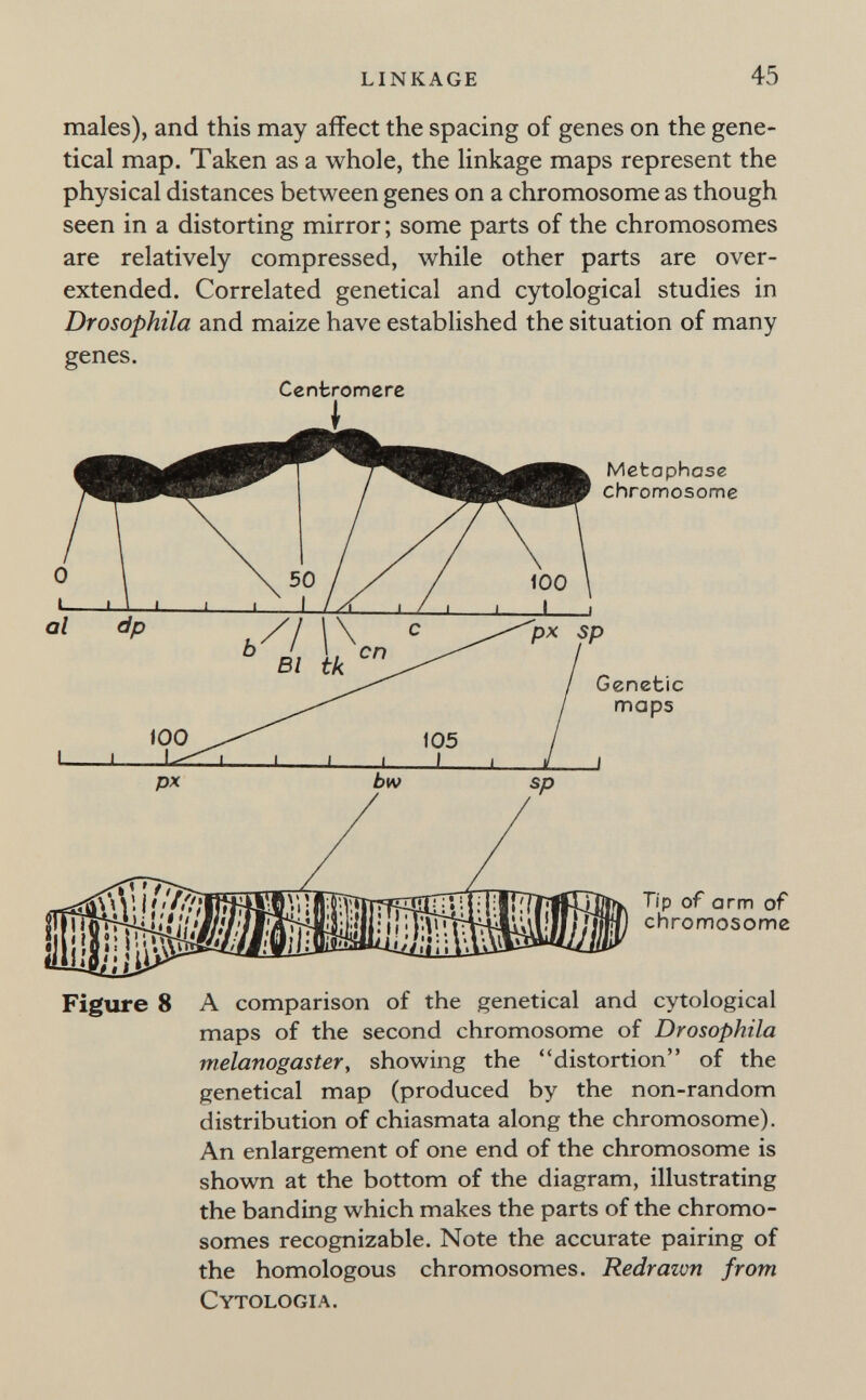 linkage 45 males), and this may affect the spacing of genes on the gene- tical map. Taken as a whole, the linkage maps represent the physical distances between genes on a chromosome as though seen in a distorting mirror ; some parts of the chromosomes are relatively compressed, while other parts are over¬ extended. Correlated genetical and cytological studies in Drosophila and maize have established the situation of many genes. СепЪготеге Figure 8 A comparison of the genetical and cytological maps of the second chromosome of Drosophila melanogaster, showing the distortion of the genetical map (produced by the non-random distribution of chiasmata along the chromosome). An enlargement of one end of the chromosome is shown at the bottom of the diagram, illustrating the banding which makes the parts of the chromo¬ somes recognizable. Note the accurate pairing of the homologous chromosomes. Redrawn from Cytologia.