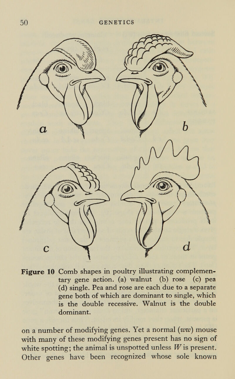 50 GENETICS Figure 10 Comb shapes in poultry illustrating complemen¬ tary gene action, (a) walnut (b) rose (c) pea (d) single. Pea and rose are each due to a separate gene both of which are dominant to single, which is the double recessive. Walnut is the double dominant. on a number of modifying genes. Yet a normal (ww) mouse with many of these modifying genes present has no sign of white spotting; the animal is unspotted unless IV is present. Other genes have been recognized whose sole known