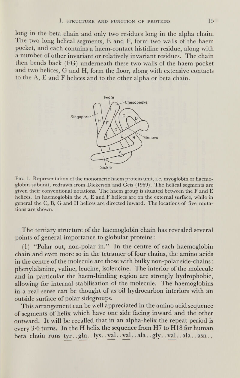 1. structure and function of proteins 15 long in the beta chain and only two residues long in the alpha chain. The two long helical segments, E and F, form two walls of the haem pocket, and each contains a haem-contact histidine residue, along with a number of other invariant or relatively invariant residues. The chain then bends back (FG) underneath these two walls of the haem pocket and two helices, G and H, form the floor, along with extensive contacts to the A, E and F helices and to the other alpha or beta chain. Iwate Fig. 1. Representation of the monomeric haem protein unit, i.e. myoglobin or haemo¬ globin subunit, redrawn from Dickerson and Geis (1969). The helical segments are given their conventional notations. The haem group is situated between the F and E helices. In haemoglobin the A, E and F helices are on the external surface, while in general the C, B, G and H helices are directed inward. The locations of five muta¬ tions are shown. The tertiary structure of the haemoglobin chain has revealed several points of general importance to globular proteins : (1) Polar out, non-polar in. In the centre of each haemoglobin chain and even more so in the tetramer of four chains, the amino acids in the centre of the molecule are those with bulky non-polar side-chains : phenylalanine, valine, leucine, isoleucine. The interior of the molecule and in particular the haem-binding region are strongly hydrophobic, allowing for internal stabilisation of the molecule. The haemoglobins in a real sense can be thought of as oil hydrocarbon interiors with an outside surface of polar sidegroups. This arrangement can be well appreciated in the amino acid sequence of segments of helix which have one side facing inward and the other outward. It will be recalled that in an alpha-helix the repeat period is every 3*6 turns. In the H helix the sequence from H7 to H18 for human beta chain runs tyr. . gin. . lys. . val. . val. . ala. . gly. . val. . ala. . asn. .