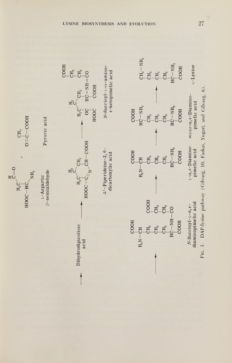 LYSINE BIOSYNTHESIS AND EVOLUTION 27 о nj > 3 Qi T3 О >, W .2 <d S ш ю I ca X О СЧ N _ О Я M О и-и-о—о IJ-I с 7 о к I о и-и-и / X ко \ и-и-и о о о к к о о и « I я к и—и с. / \ ко г; \ // о-о и о о д о с •1-^ 'S о •аз о ;-с Т1 I 0 с: 73 • ^ »f-« 1 о Ö ;=: J I' ^ а г-н «рН >> а с о -и и О) о iä 3 I Ю ¿; ÍM о ' cri О) с Ü 2 Е* и о О) X! л и C^i о I ni œ îz; ►,? I 5 w I й о M W N W I ^ œ œ я и I о и—о—и-и-и-и я Ol я я я I о и-о-и-и-и-и-и я я я к я о см см О] I о о я я я я I о и—и—о-и—о-о—и I и 'Z я о о я о см ^ _ о я я о и—и-и—и я 2 я о о я я я я и—о-и—и-и-и—о I « iz; ем д Q) с со !>. 1-1 I .J 00 о ьс С b ■J- ТЗ rt .2 о о  _ Ö s I о а со tZ в ^ .2 о Q я I ф J I с се ce ьс \г, се се ьс се Ü се се а, ш о 0 1 Ü О) .S •-I 2á f ^ s ^ *5Í ' 'S S' с s 3 -s Q ^ в .5 . ■о