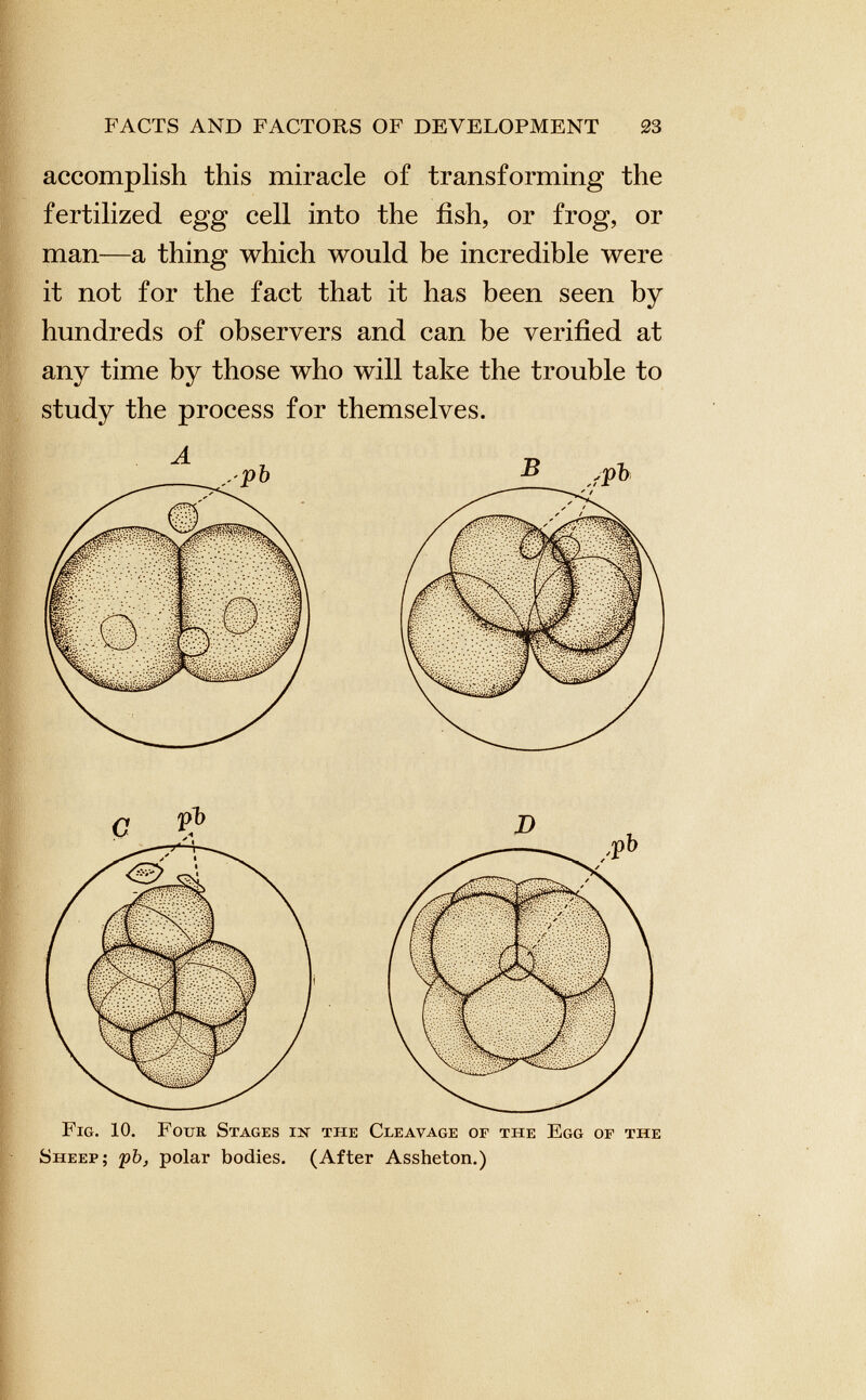 accomplish this miracle of transforming the fertilized egg cell into the fish, or frog, or man—a thing which would be incredible were it not for the fact that it has been seen by hundreds of observers and can be verified at any time by those who will take the trouble to study the process for themselves.