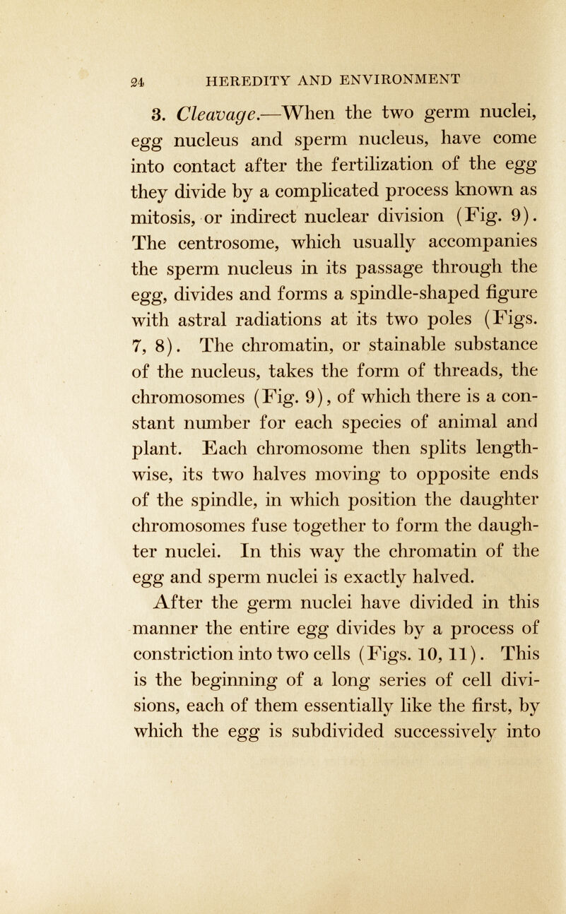 3. Cleavage .—When the two germ nuclei, egg nucleus and sperm nucleus, have come into contact after the fertilization of the egg they divide by a complicated process known as mitosis, or indirect nuclear division ( Fig. 9 ). The centrosome, which usually accompanies the sperm nucleus in its passage through the egg, divides and forms a spindle-shaped figure with astral radiations at its two poles (Figs. 7, 8). The chromatin, or stainable substance of the nucleus, takes the form of threads, the chromosomes (Fig. 9), of which there is a con stant number for each species of animal and plant. Each chromosome then splits length wise, its two halves moving to opposite ends of the spindle, in which position the daughter chromosomes fuse together to form the daugh ter nuclei. In this way the chromatin of the egg and sperm nuclei is exactly halved. After the germ nuclei have divided in this manner the entire egg divides by a process of constriction into two cells (Figs. 10, 11 ). This is the beginning of a long series of cell divi sions, each of them essentially like the first, by which the egg is subdivided successively into