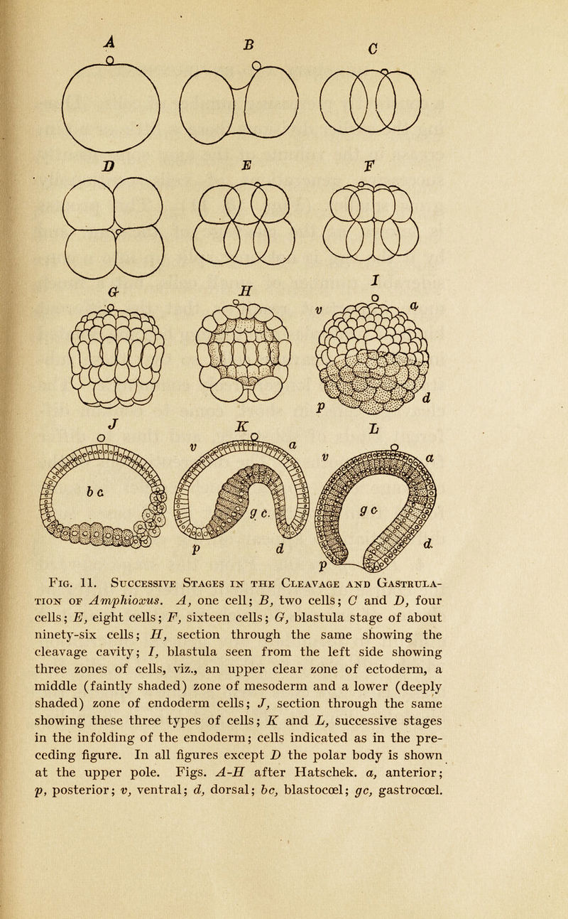 A _o. B c D E F Fig. 11. Successive Stages in the Cleavage and Gastrula tion of Amphioxus. A, one cell; B, two cells; O and D, four cells ; E, eight cells ; F, sixteen cells ; G, blastula stage of about ninety-six cells ; H, section through the same showing the cleavage cavity; I, blastula seen from the left side showing three zones of cells, viz., an upper clear zone of ectoderm, a middle (faintly shaded) zone of mesoderm and a lower (deeply shaded) zone of endoderm cells; J, section through the same showing these three types of cells; K and L, successive stages in the infolding of the endoderm; cells indicated as in the pre ceding figure. In all figures except D the polar body is shown at the upper pole. Figs. A-H after Hatschek. a, anterior; p, posterior; v, ventral; d, dorsal; be, blastocœl; gc, gastrocœl.