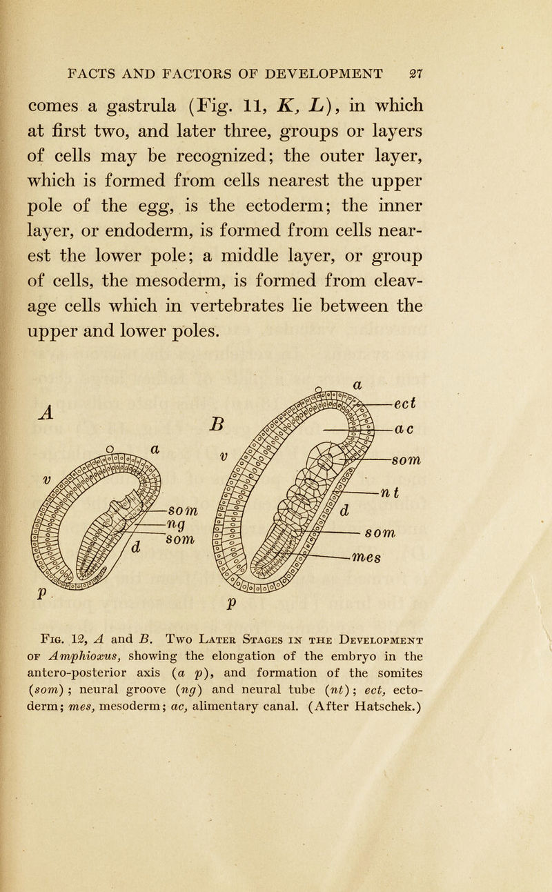 comes a gastrula (Fig. 11, K, L ), in which at first two, and later three, groups or layers of cells may be recognized; the outer layer, which is formed from cells nearest the upper pole of the egg, is the ectoderm; the inner layer, or endoderm, is formed from cells near est the lower pole; a middle layer, or group of cells, the mesoderm, is formed from cleav age cells which in vertebrates lie between the upper and lower poles. Fig. 12, A and B. Two Later Stages in the Development or Amphioxus, showing the elongation of the embryo in the antero-posterior axis (a p), and formation of the somites ( som ) ; neural groove ( ng ) and neural tube ( nt ) ; ect, ecto derm; mes, mesoderm; ac, alimentary canal. (After Hatschek.)