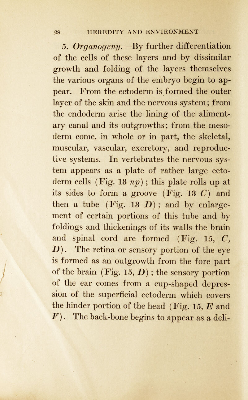 5. Organogeny .—By further differentiation of the cells of these layers and by dissimilar growth and folding of the layers themselves the various organs of the embryo begin to ap pear. From the ectoderm is formed the outer layer of the skin and the nervous system; from the endoderm arise the lining of the aliment ary canal and its outgrowths; from the meso derm come, in whole or in part, the skeletal, muscular, vascular, excretory, and reproduc tive systems. In vertebrates the nervous sys tem appears as a plate of rather large ecto derm cells (Fig. 13 np) ; this plate rolls up at its sides to form a groove (Fig. 13 C) and then a tube (Fig. 13 D) ; and by enlarge ment of certain portions of this tube and by foldings and thickenings of its walls the brain and spinal cord are formed (Fig. 15, C, D ). The retina or sensory portion of the eye is formed as an outgrowth from the fore part of the brain (Fig. 15, D) ; the sensory portion of the ear comes from a cup-shaped depres sion of the superficial ectoderm which covers the hinder portion of the head (Fig. 15, E and F ). The back-bone begins to appear as a deli