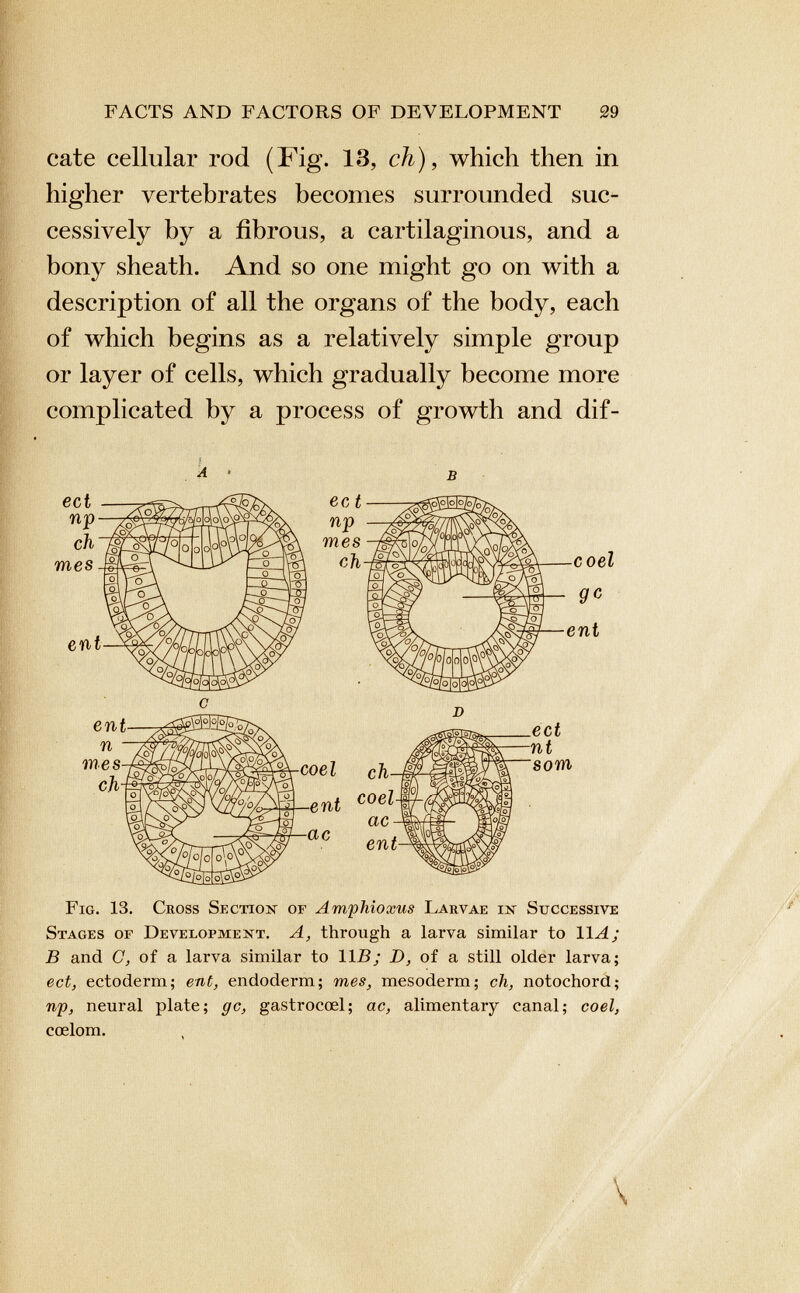 cate cellular rod (Fig. 13, ch), which then in higher vertebrates becomes surrounded suc cessively by a fibrous, a cartilaginous, and a bony sheath. And so one might go on with a description of all the organs of the body, each of which begins as a relatively simple group or layer of cells, which gradually become more complicated by a process of growth and dif- Fig. 13. Cross Section of Amphioxus Larvae in Successive Stages of Development. A, through a larva similar to 11 A; B and C, of a larva similar to 1113; D, of a still older larva; ect, ectoderm; ent, endoderm; mes, mesoderm; ch, notochord; np, neural plate; gc, gastrocoel; ac, alimentary canal; coel, coelom.