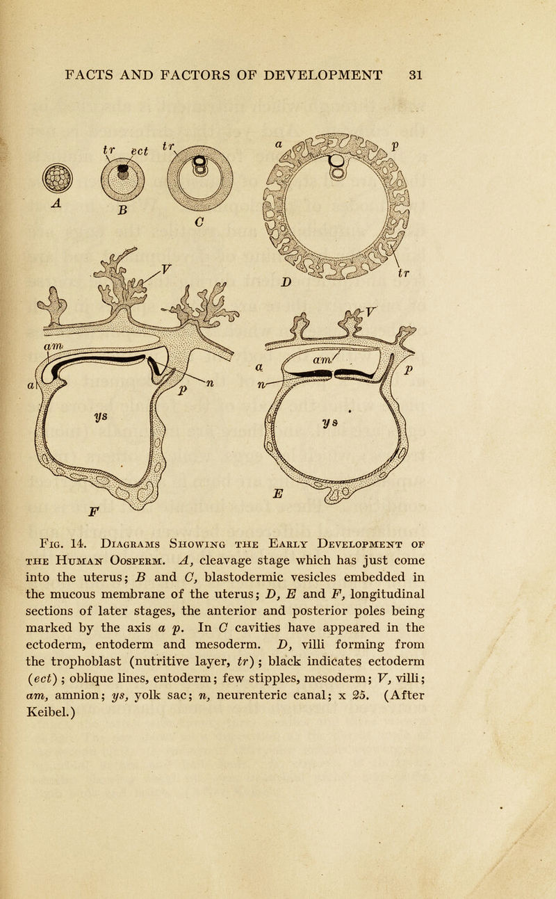 Fig. 14. Diagrams Showing the Early Development of the Human Oosperm. A, cleavage stage which has just come into the uterus; B and C, blastodermic vesicles embedded in the mucous membrane of the uterus; D, E and F, longitudinal sections of later stages, the anterior and posterior poles being marked by the axis a p. In C cavities have appeared in the ectoderm, entoderm and mesoderm. D, villi forming from the trophoblast (nutritive layer, tr ) ; black indicates ectoderm (ect) ; oblique lines, entoderm; few stipples, mesoderm; V, villi; am, amnion; ys, yolk sac; n, neurenteric canal; x 25. (After Keibel.)