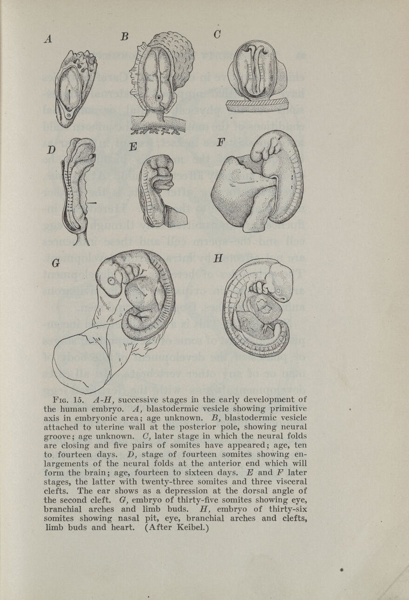 Fig. 15. A-H, successive stages in the early development of the human embryo. A, blastodermic vesicle showing primitive axis in embryonic area; age unknown. B, blastodermic vesicle attached to uterine wall at the posterior pole, showing neural groove; age unknown. C, later stage in which the neural folds are closing and five pairs of somites have appeared; age, ten to fourteen days. D, stage of fourteen somites showing en largements of the neural folds at the anterior end which will form the brain; age, fourteen to sixteen days. E and F later stages, the latter with twenty-three somites and three visceral clefts. The ear shows as a depression at the dorsal angle of the second cleft. G, embryo of thirty-five somites showing eye, branchial arches and limb buds. H, embryo of thirty-six somites showing nasal pit, eye, branchial arches and clefts, limb buds and heart. (After Keibel.)