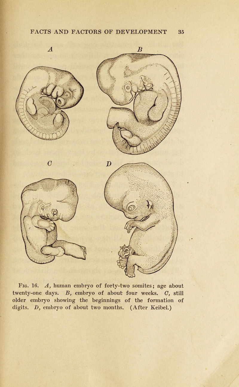 A B Fig. 16. A, human embryo of forty-two somites; age about twenty-one days. B, embryo of about four weeks. C, still older embryo showing the beginnings of the formation of digits. D, embryo of about two months. (After Keibel.)