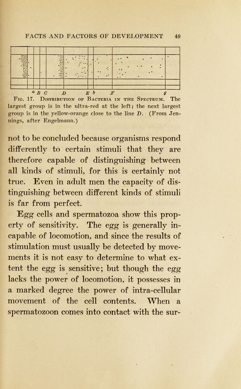 a B C JD E b E g Fig. 17. Distribution of Bacteria in the Spectrum. The largest group is in the ultra-red at the left; the next largest group is in the yellow-orange close to the line D. (From Jen nings, after Engelmann.) not to be concluded because organisms respond differently to certain stimuli that they are therefore capable of distinguishing between all kinds of stimuli, for this is certainly not true. Even in adult men the capacity of dis tinguishing between different kinds of stimuli is far from perfect. Egg cells and spermatozoa show this prop erty of sensitivity. The egg is generally in capable of locomotion, and since the results of stimulation must usually he detected by move ments it is not easy to determine to what ex tent the egg is sensitive; but though the egg lacks the power of locomotion, it possesses in a marked degree the power of intra-cellular movement of the cell contents. When a spermatozoon comes into contact with the sur-