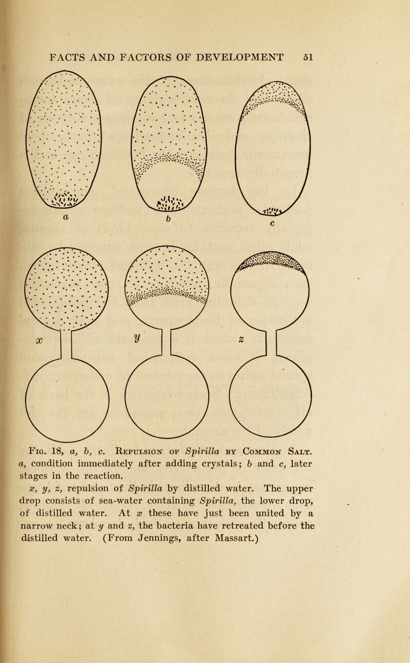 Fig. 18, a, b, c. Repuxsioh of Spirilla by Common Salt. a, condition immediately after adding crystals; b and c, later stages in the reaction. x, y, z, repulsion of Spirilla by distilled water. The upper drop consists of sea-water containing Spirilla, the lower drop, of distilled water. At x these have just been united by a narrow neck; at y and z, the bacteria have retreated before the distilled water. (From Jennings, after Massart.)