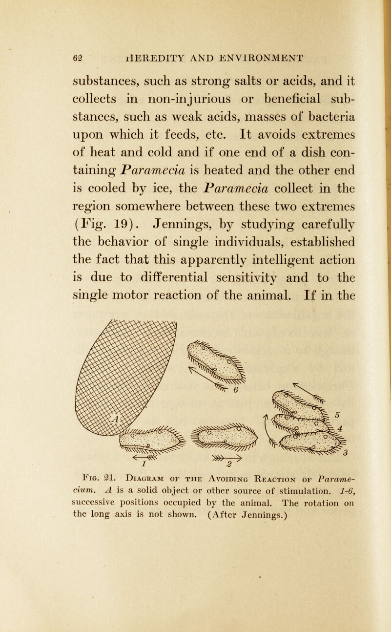 substances, such as strong salts or acids, and it collects in non-in jurious or beneficial sub stances, such as weak acids, masses of bacteria upon which it feeds, etc. It avoids extremes of heat and cold and if one end of a dish con taining Paramecia is heated and the other end is cooled by ice, the Paramecia collect in the region somewhere between these two extremes (Fig. 19). Jennings, by studying carefully the behavior of single individuals, established the fact that this apparently intelligent action is due to differential sensitivity and to the single motor reaction of the animal. If in the Fig. 21. Diagram of tiie Avoiding Reaction of Parame cium. A is a solid object or other source of stimulation. 1-6, successive positions occupied by the animal. The rotation on the long axis is not shown. (After Jennings.)