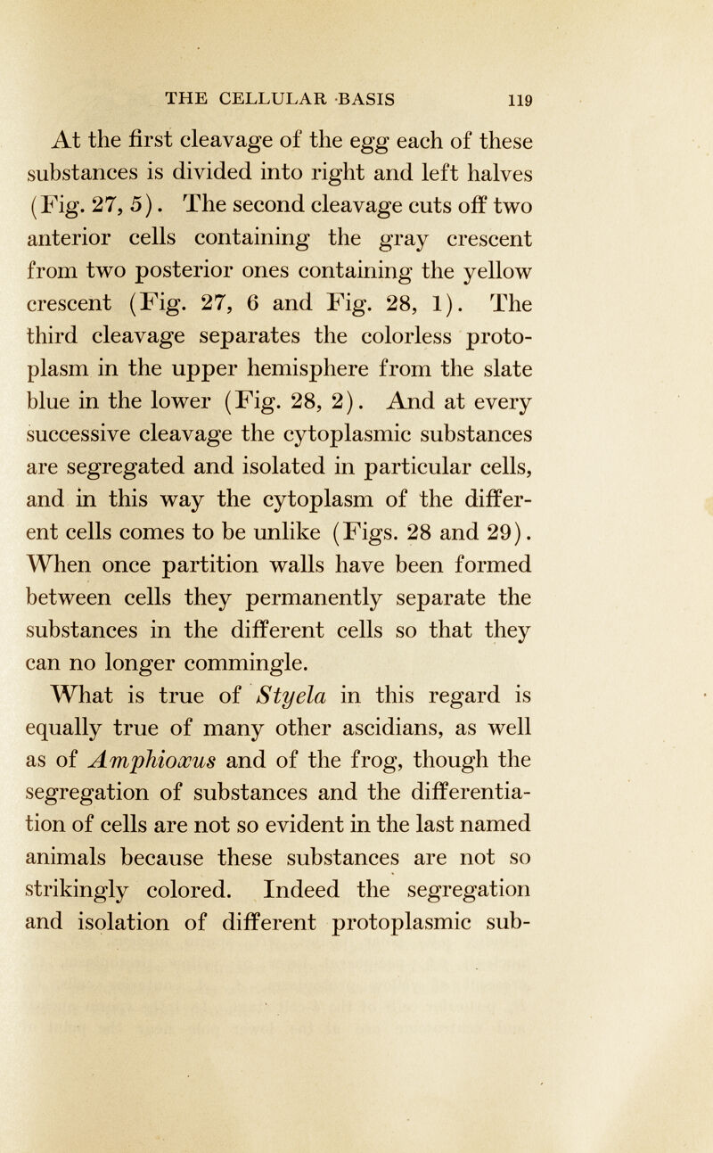 At the first cleavage of the egg each of these substances is divided into right and left halves (Fig. 27, 5). The second cleavage cuts off two anterior cells containing the gray crescent from two posterior ones containing the yellow crescent (Fig. 27, 6 and Fig. 28, 1). The third cleavage separates the colorless proto plasm in the upper hemisphere from the slate blue in the lower (Fig. 28, 2). And at every successive cleavage the cytoplasmic substances are segregated and isolated in particular cells, and in this way the cytoplasm of the differ ent cells comes to be unlike (Figs. 28 and 29). When once partition walls have been formed between cells they permanently separate the substances in the different cells so that they can no longer commingle. What is true of Styela in this regard is equally true of many other ascidians, as well as of Amphioccus and of the frog, though the segregation of substances and the differentia tion of cells are not so evident in the last named animals because these substances are not so strikingly colored. Indeed the segregation and isolation of different protoplasmic sub-