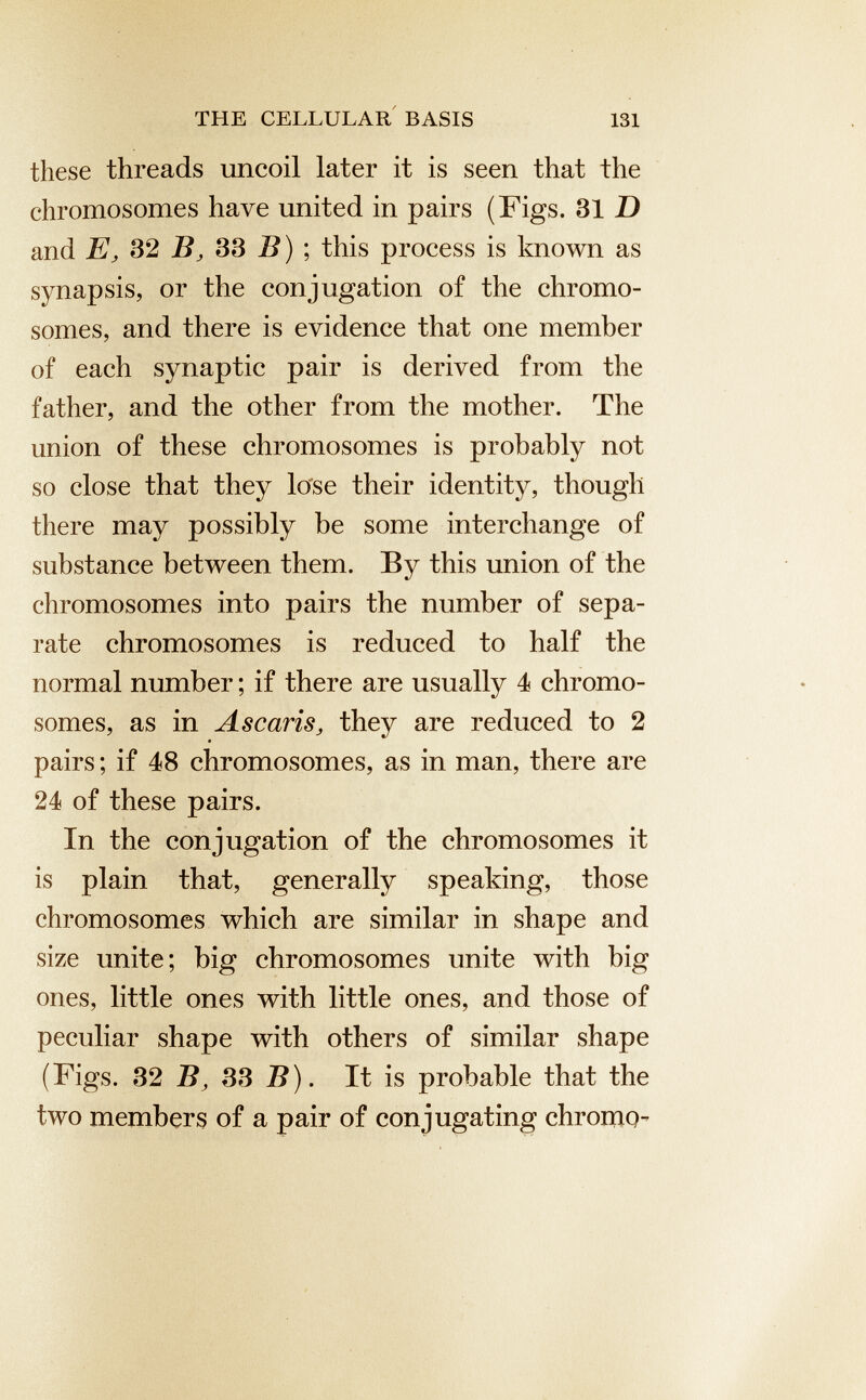 these threads uncoil later it is seen that the chromosomes have united in pairs (Figs. 31 D and E, 32 B, 33 B) ; this process is known as synapsis, or the conjugation of the chromo somes, and there is evidence that one member of each synaptic pair is derived from the father, and the other from the mother. The union of these chromosomes is probably not so close that they lose their identity, though there may possibly be some interchange of substance between them. By this union of the chromosomes into pairs the number of sepa rate chromosomes is reduced to half the normal number; if there are usually 4 chromo somes, as in A scans, they are reduced to 2 pairs; if 48 chromosomes, as in man, there are 24 of these pairs. In the conjugation of the chromosomes it is plain that, generally speaking, those chromosomes which are similar in shape and size unite; big chromosomes unite with big ones, little ones with little ones, and those of peculiar shape with others of similar shape (Figs. 32 B, 33 B). It is probable that the two members of a pair of conjugating chromo-