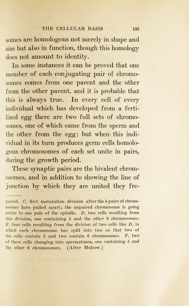 somes are homologous not merely in shape and size but also in function, though this homology does not amount to identity. In some instances it can be proved that one member of each conjugating pair of chromo somes comes from one parent and the other from the other parent, and it is probable that this is always true. In every cell of every individual which has developed from a ferti lized egg there are two full sets of chromo somes, one of which came from the sperm and the other from the egg; but when this indi vidual in its turn produces germ cells homolo gous chromosomes of each set unite in pairs, during the growth period. These synaptic pairs are the bivalent chrom osomes, and in addition to showing the line of junction by which they are united they fre paired. C, first maturation division after the 5 pairs of chrom osomes have pulled apart; the unpaired chromosome is going entire to one pole of the spindle. D, two cells resulting from this division, one containing 5 and the other 6 chromosomes. E, four cells resulting from the division of two cells like D, in which each chromosome has split into two so that two of the cells contain 5 and two contain 6 chromosomes. F, two of these cells changing into spermatozoa, one containing 5 and the other 6 chromosomes. (After Mulsow.)